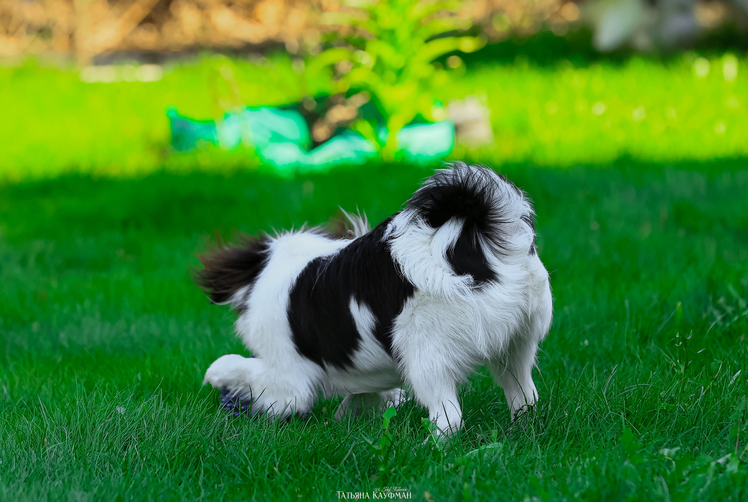 Японский хин, фотография японский хин, собака в цветах, красивая собака, фотограф анималист, фотокурс Анималистика, научиться фотографировать собак, фотограф Новосибирск