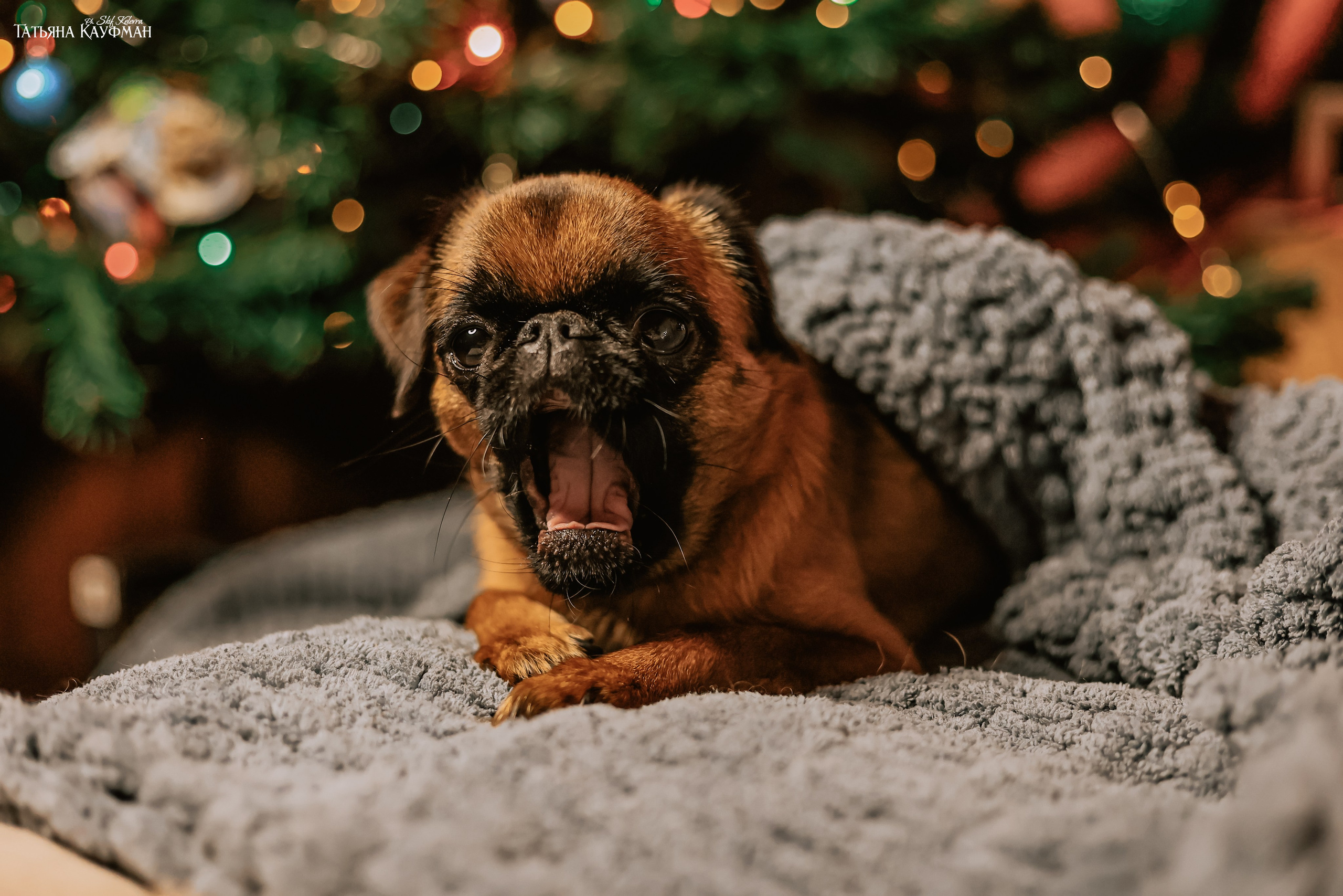 Малый брабансон, фотография брабансон, красивая собака, фотограф анималист, фотокурс Анималистика, научиться фотографировать собак, фотограф Новосибирск