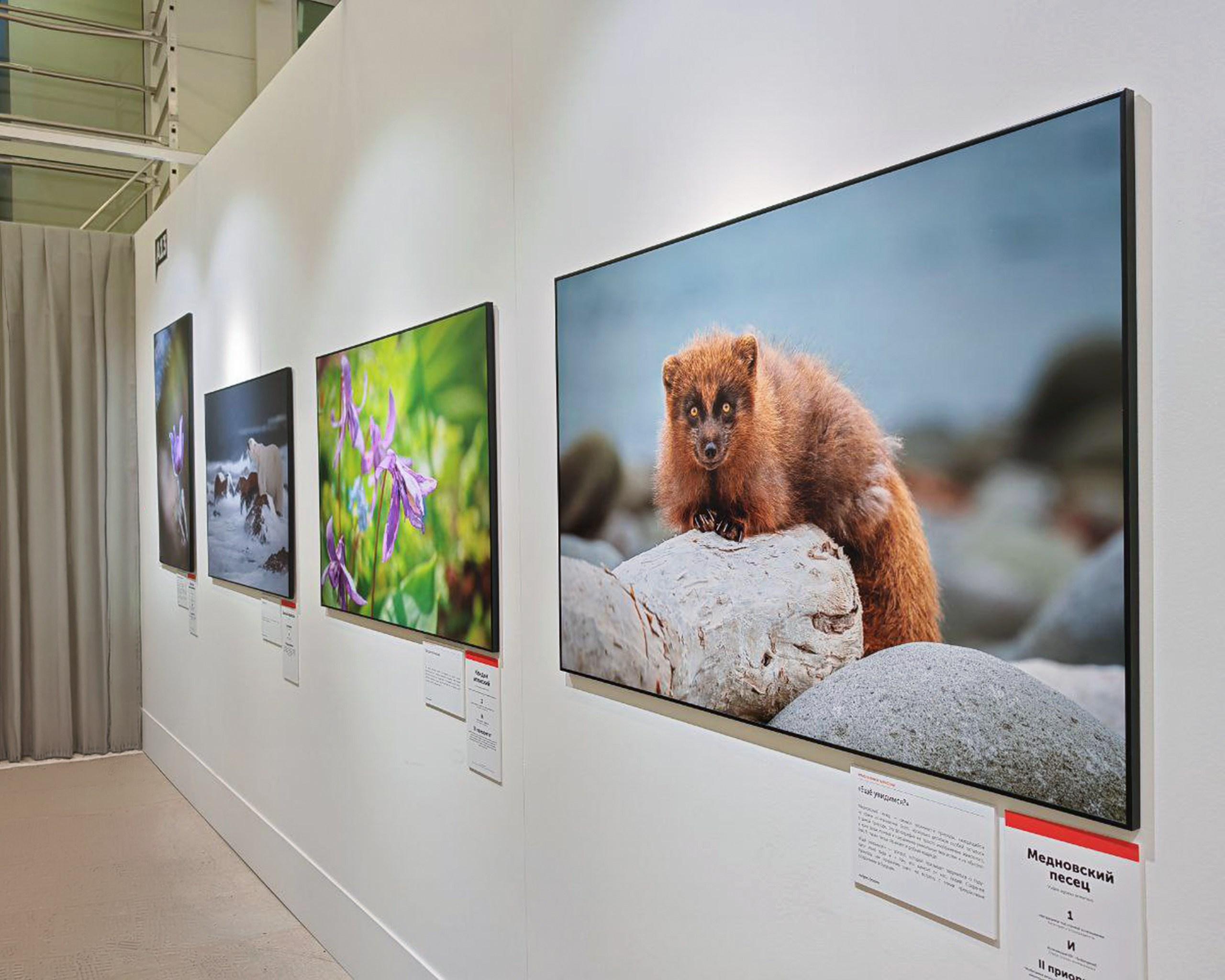 Награды. Andrew Gusarov Nature Photography