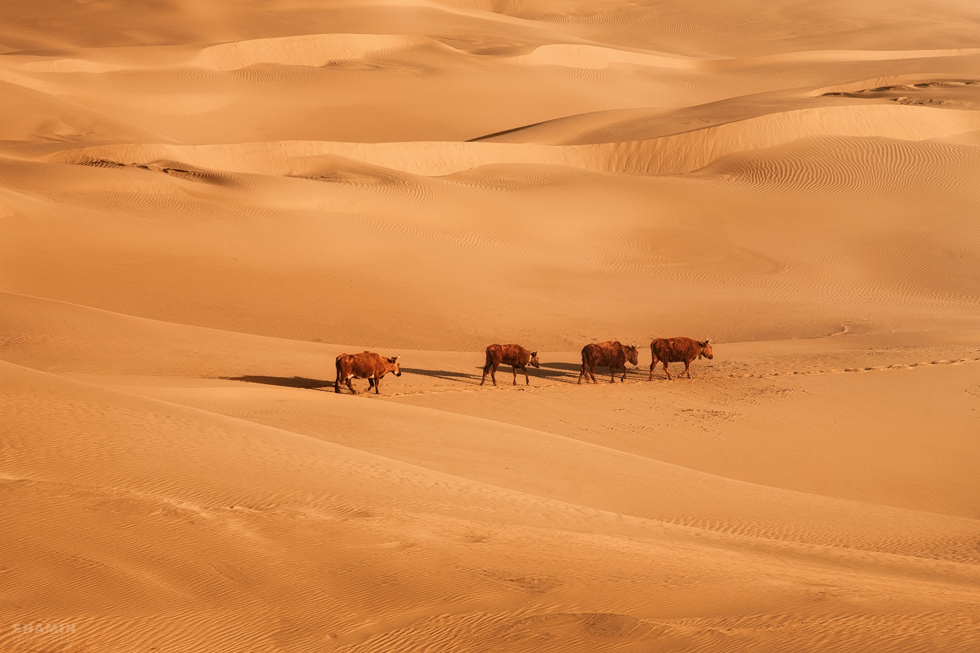 Проект 365. Фотограф Константин Шамин