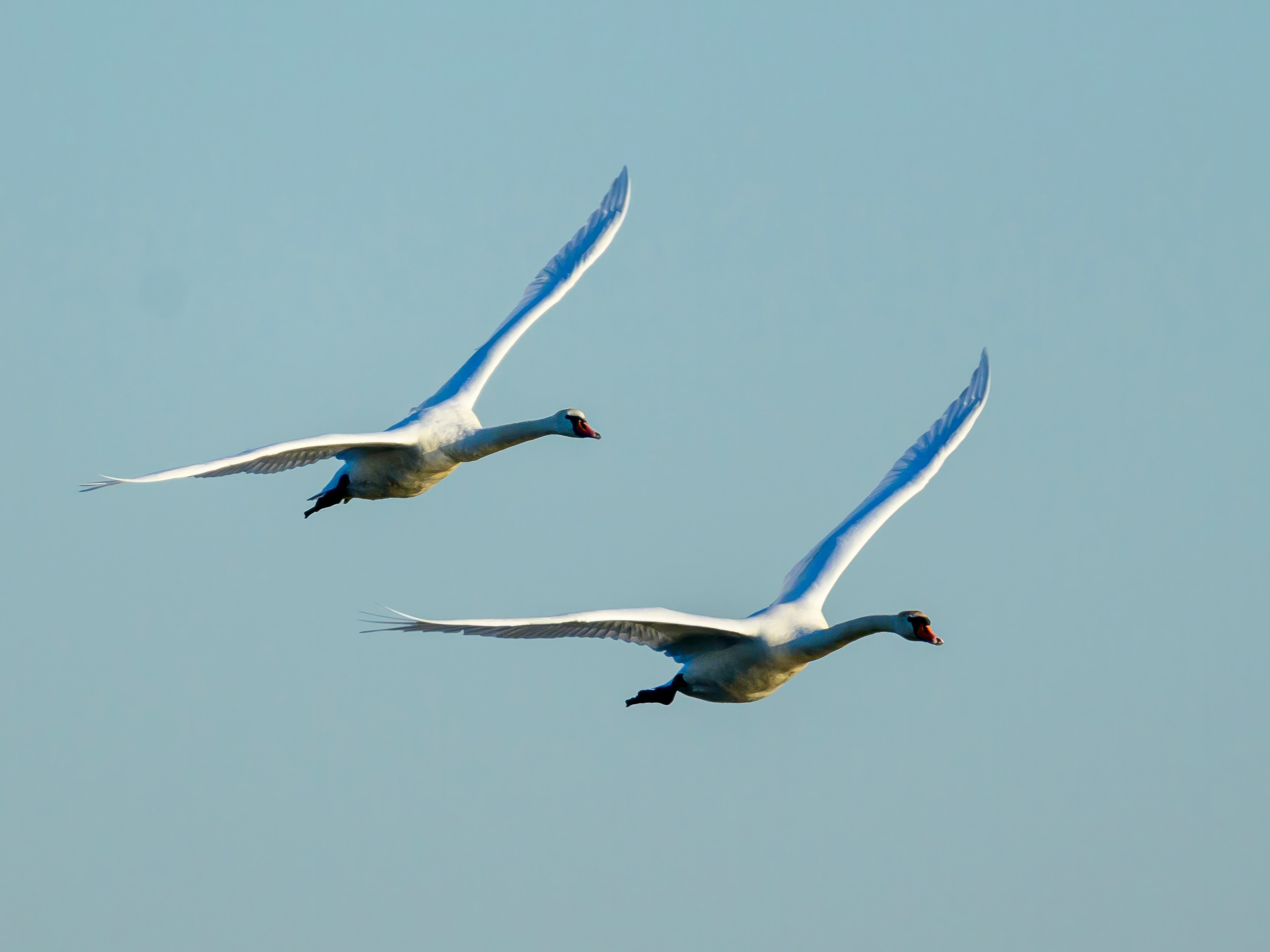 Лебеди, совы и лунь. Wildlife photography by Sergey Puponin