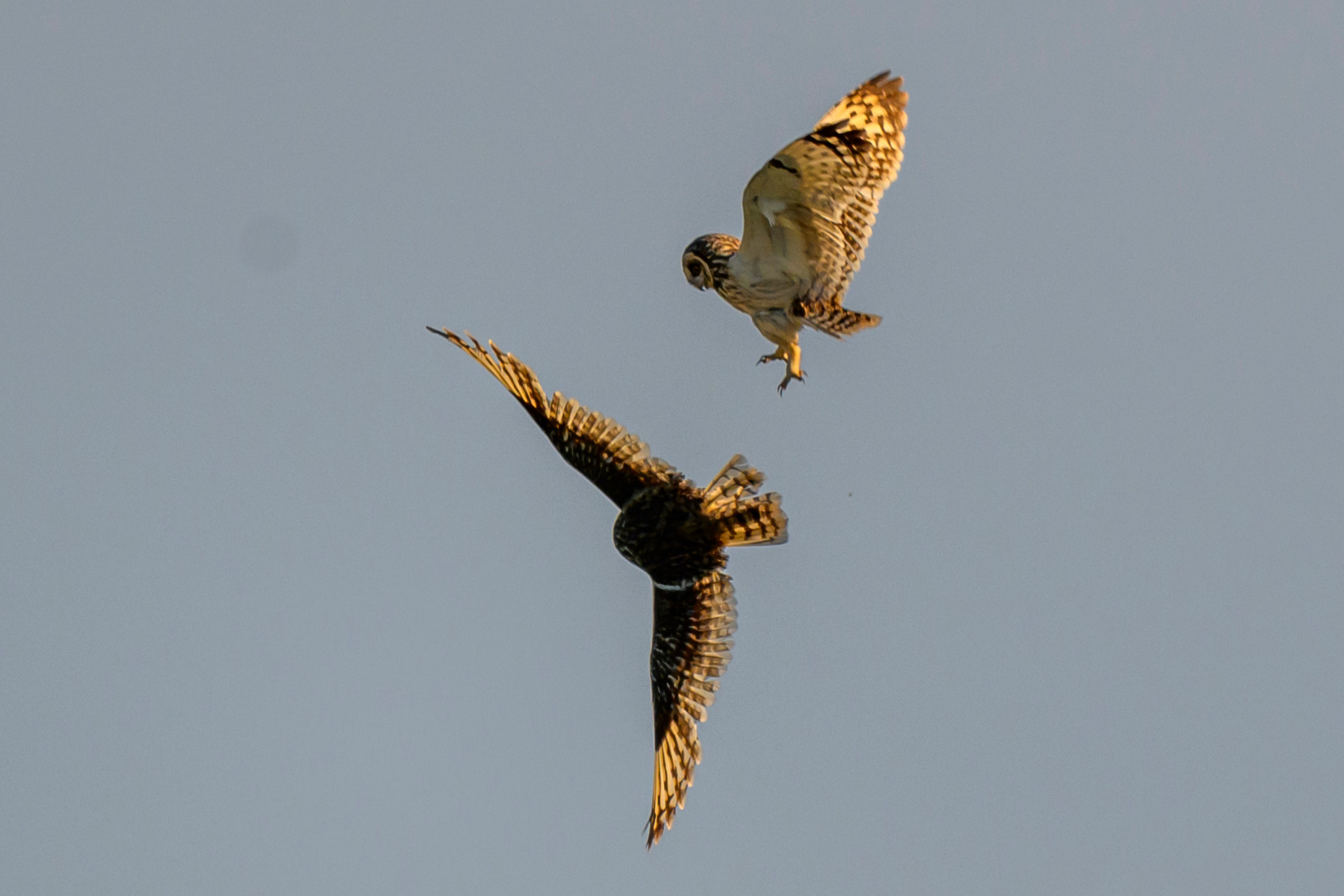 Битва сов и кормление совят. The Owl Battle and Feeding the Nestlings. Фотограф Сергей Пупонин