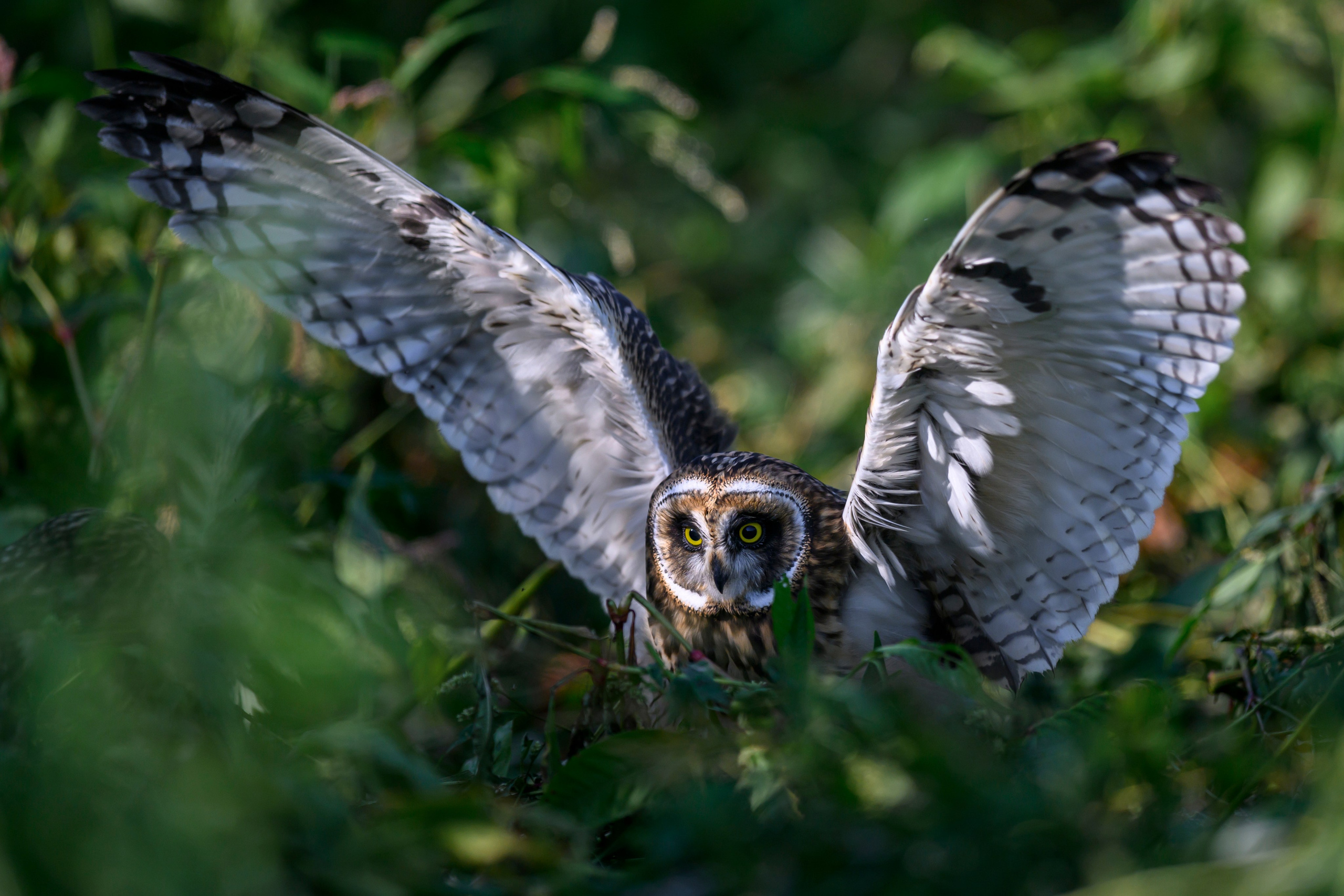 Утро с совятами. Morning with owlets. Wildlife photography by Sergey Puponin
