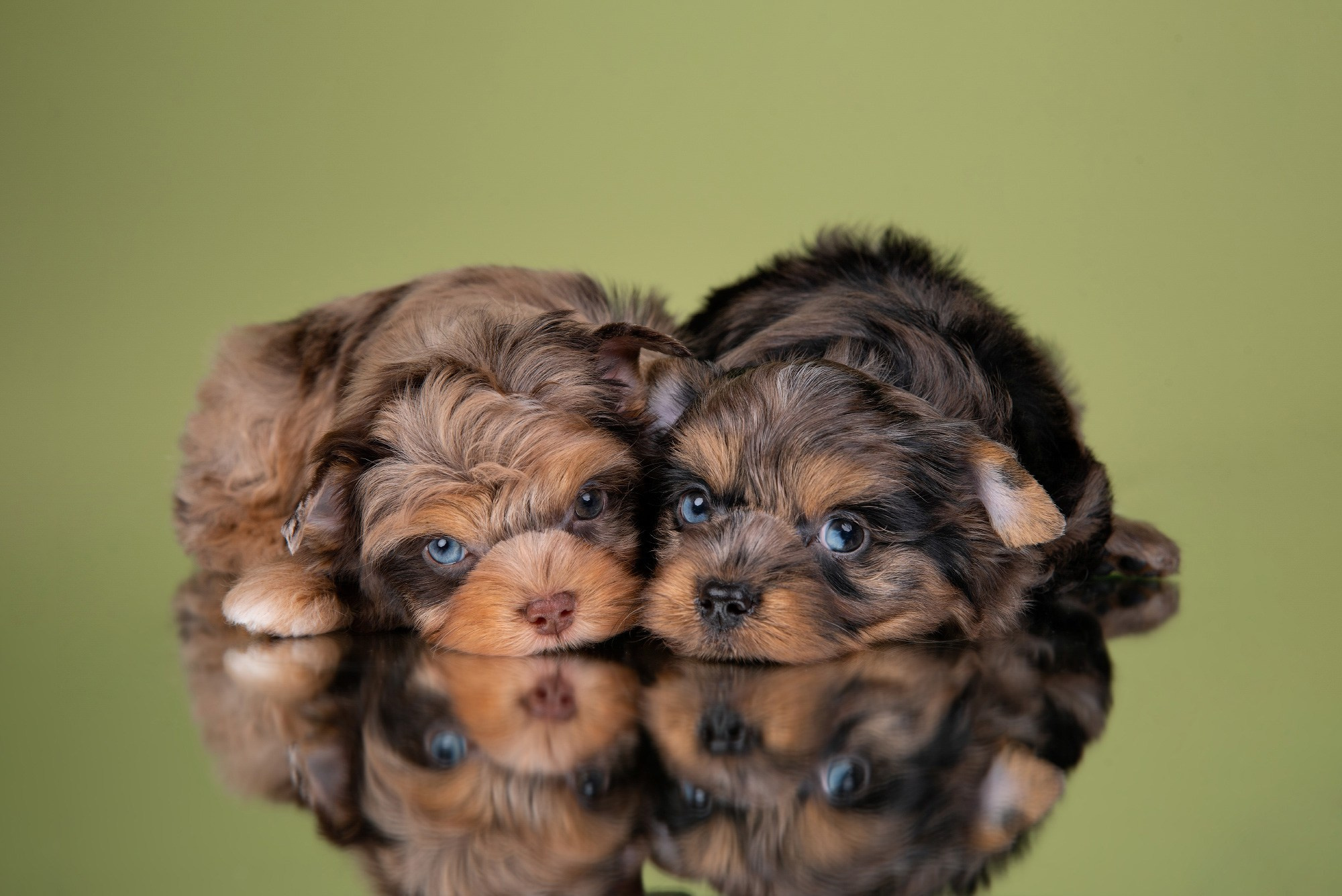 мраморные йорки