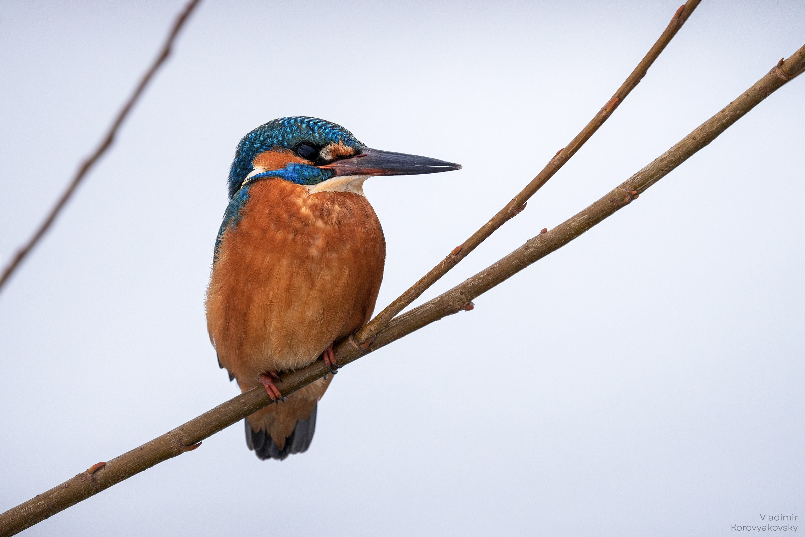 Животные. Фотограф Владимир Коровяковский
