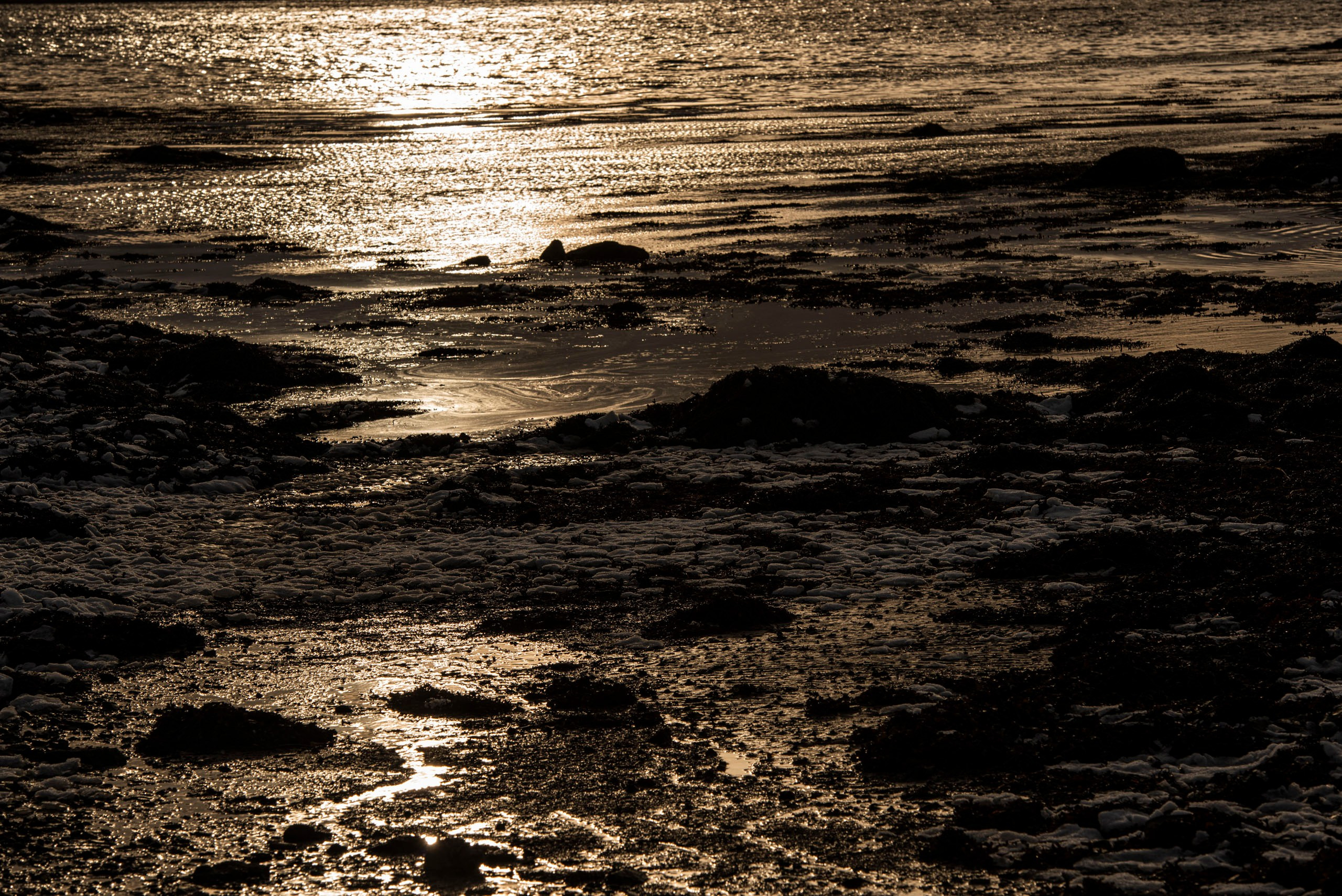 Отражение низкого солнца на мокром каменистом берегу во время отлива, создающее сильный контраст между темным передним планом и золотистой водой.