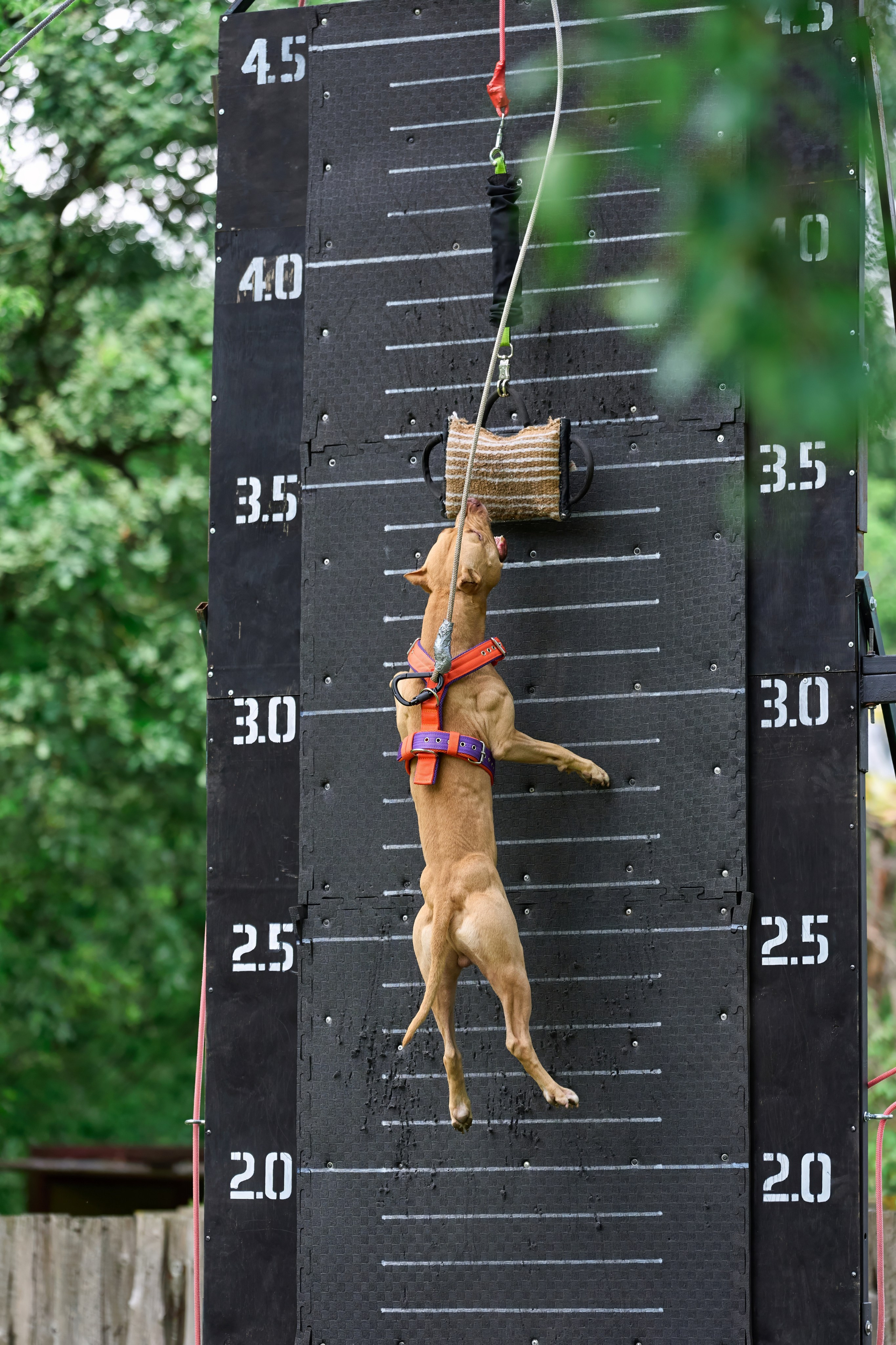 Jump'n'Gym JUMP! — 2024. Фотограф-анималист Михаил Манухин