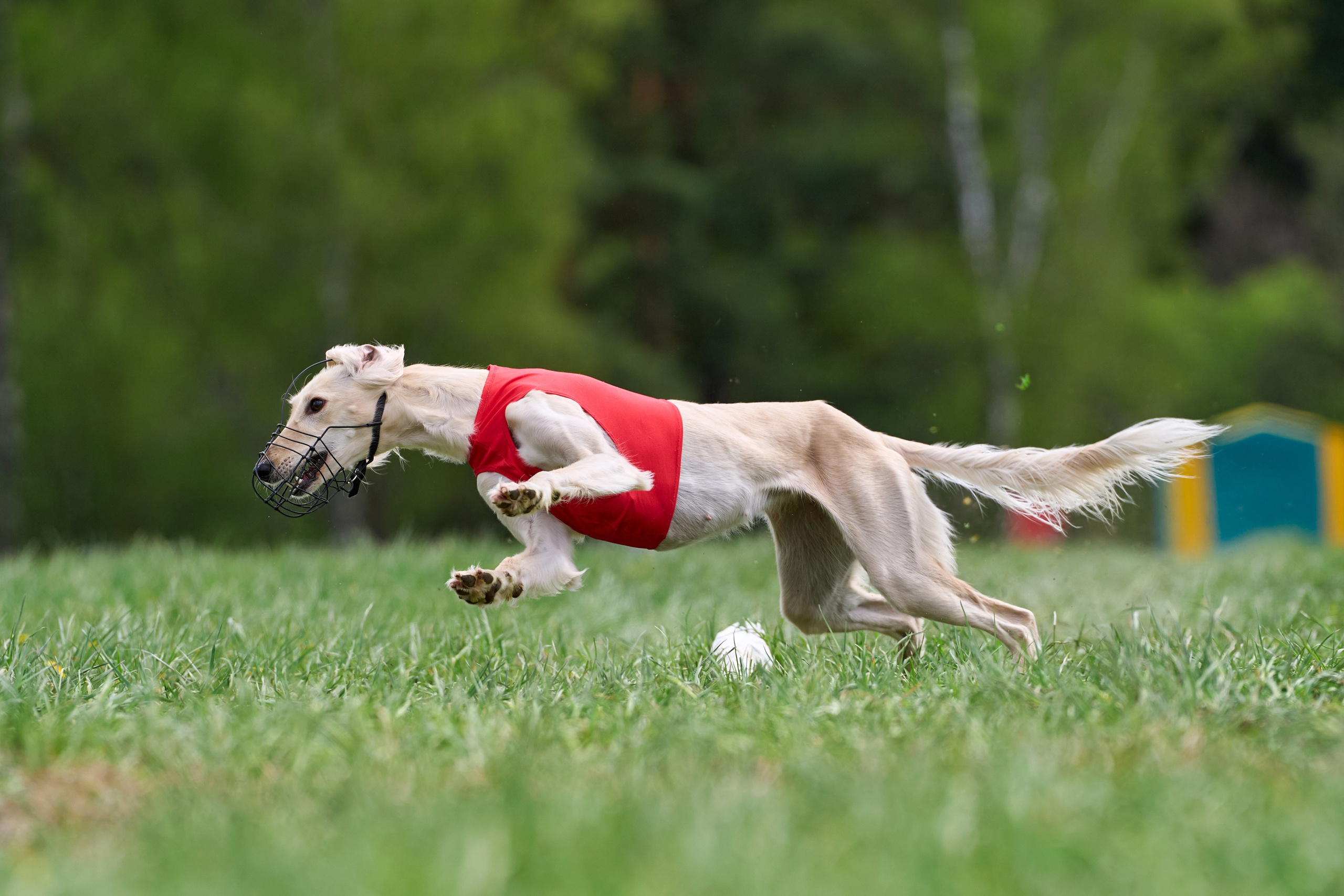 ПЧРКФ по курсингу. Фотограф-анималист Михаил Манухин
