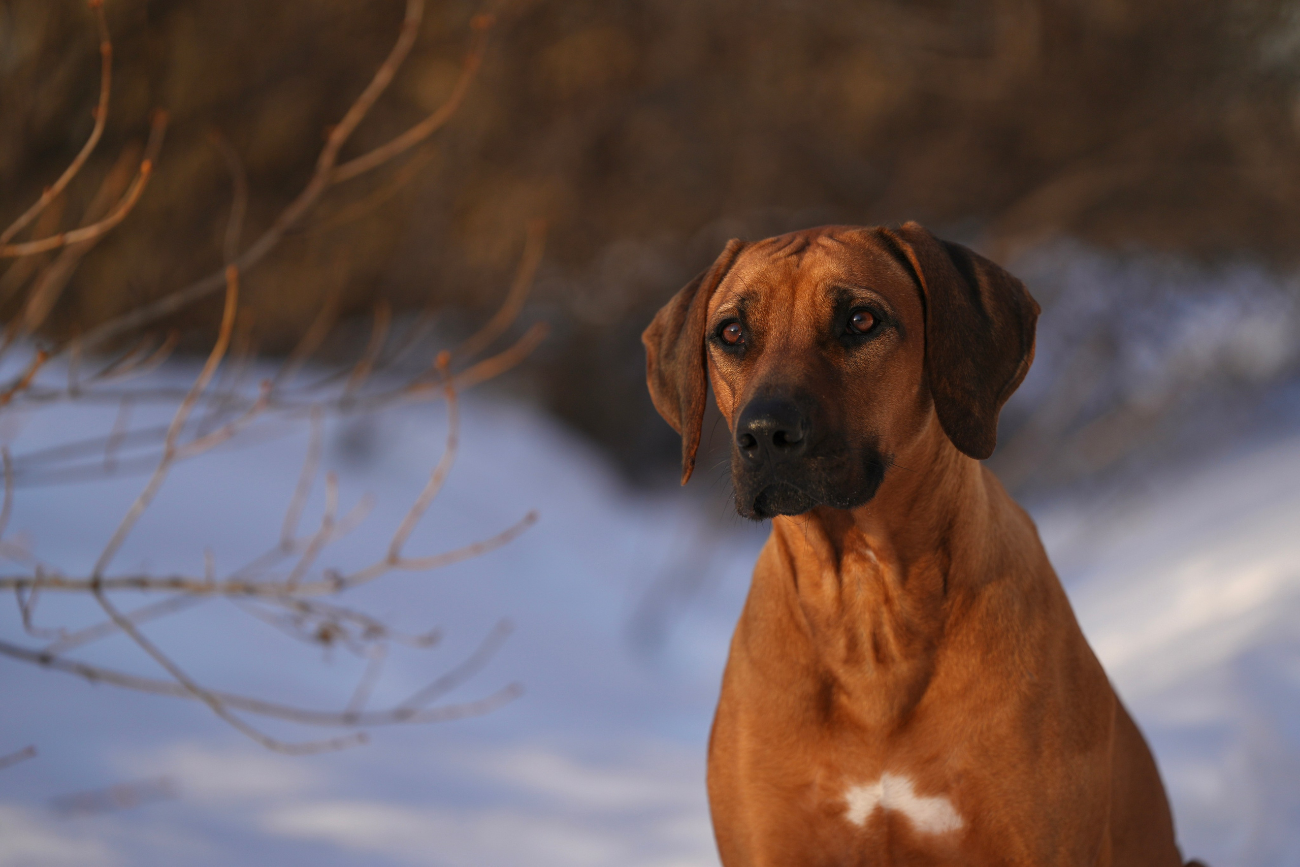 Онлайн-курс по съемке собак. Фотограф Анастасия Ветковская, Москва