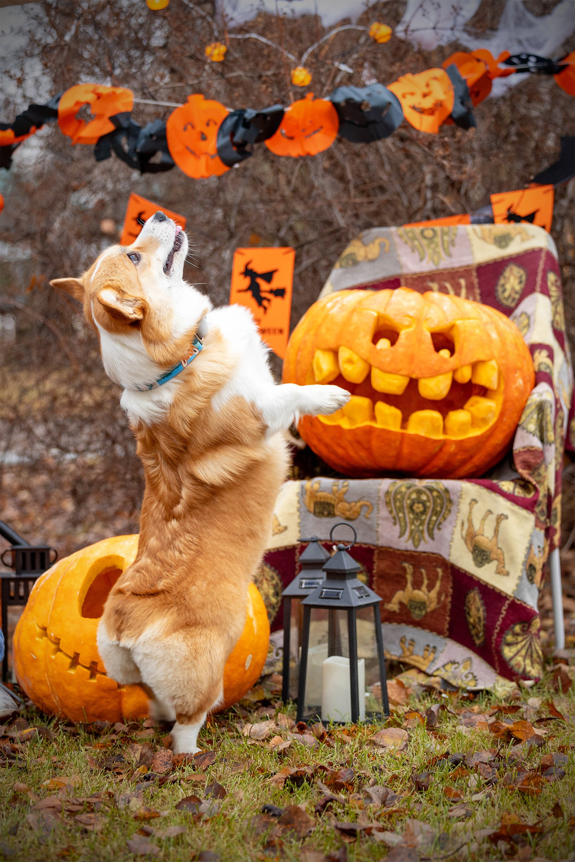 Корги-туса. Фотограф-анималист в Омске Екатерина Маричева