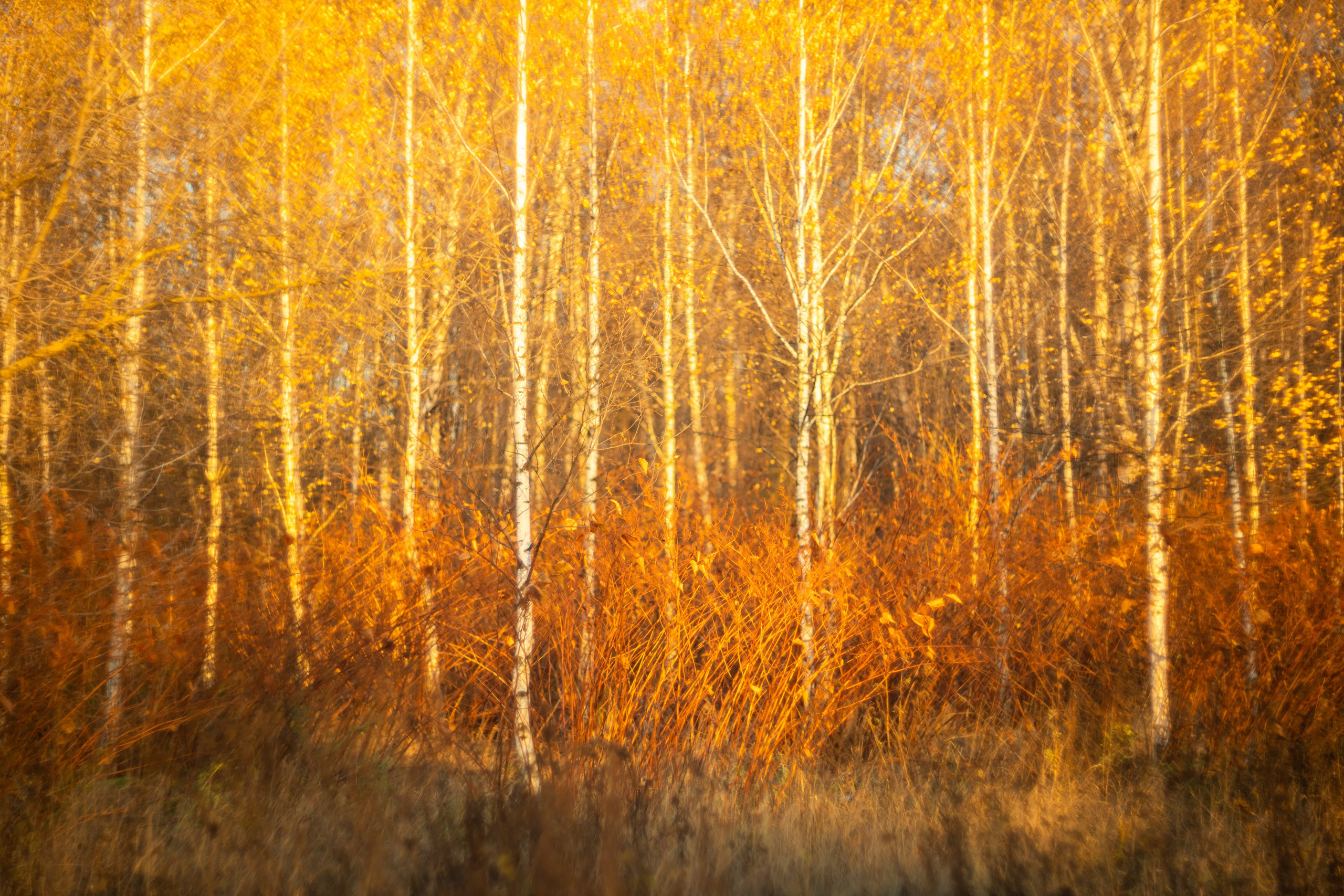 Серия «Цвет переосмыслений». Фотограф в Москве Татьяна Макотра