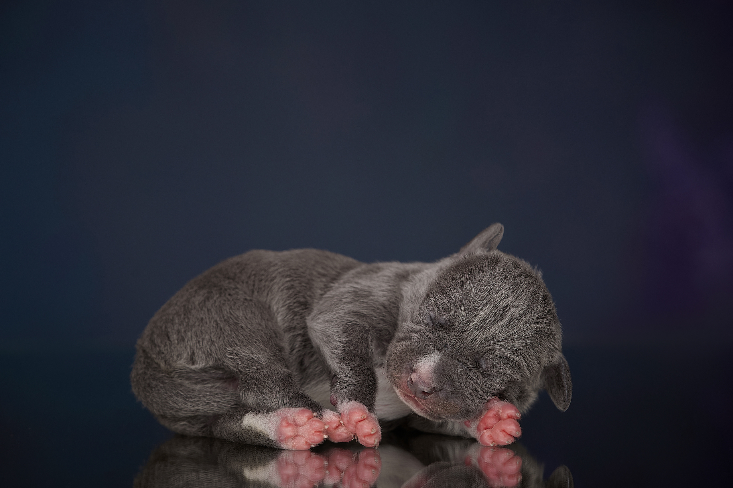 Щенок прайтера, фотосъемка на дому