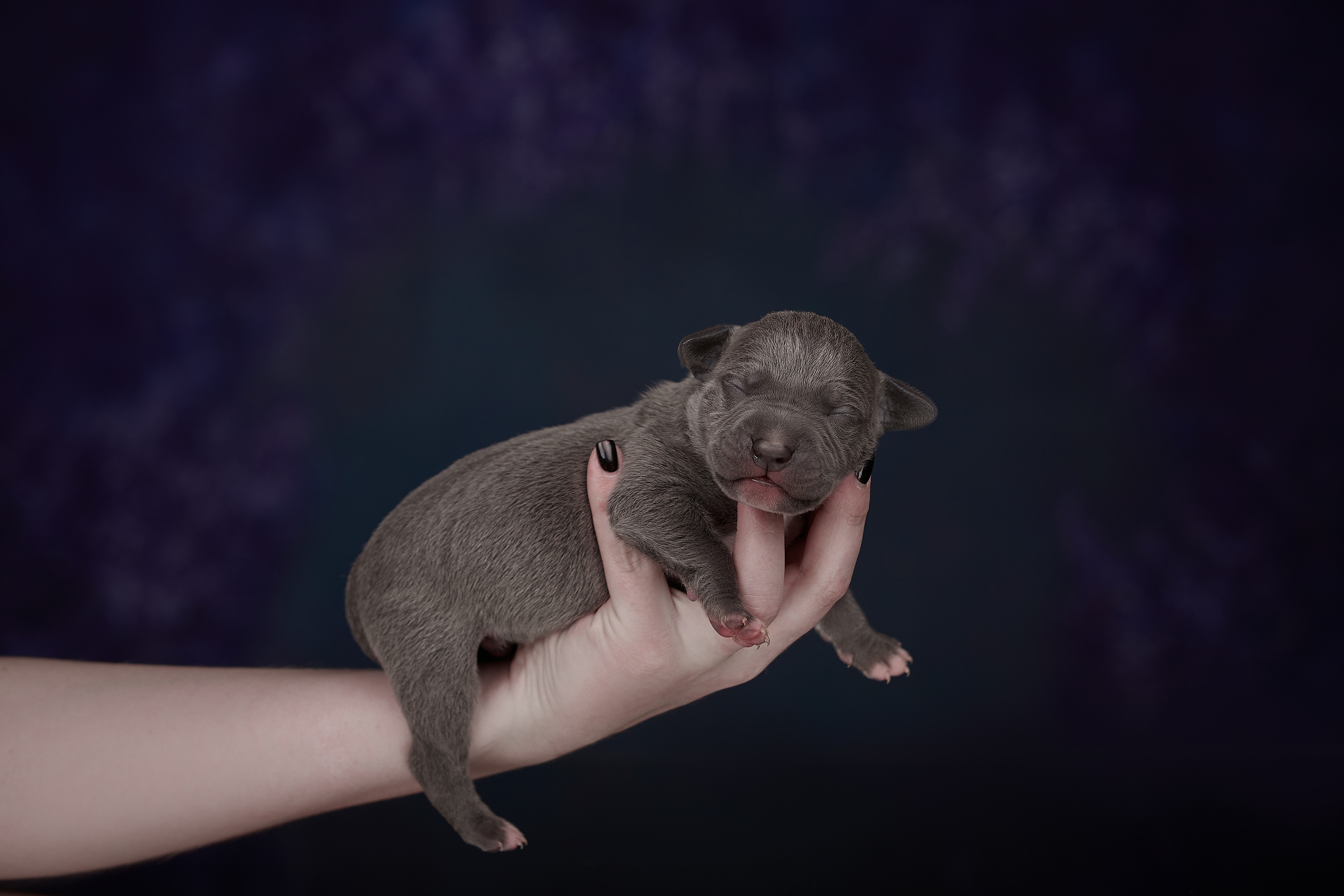 Щенок прайтера, фотосъемка на дому