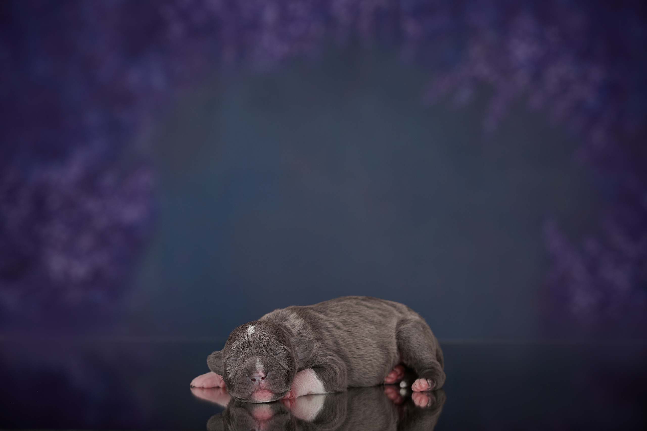 Щенок прайтера, фотосъемка на дому