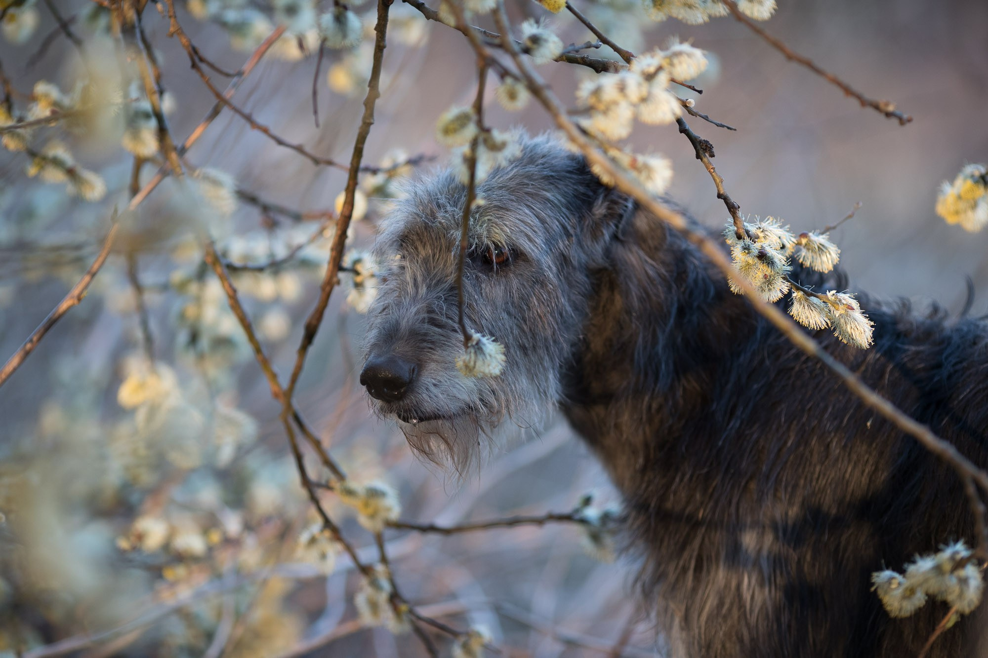 Онлайн-курс по съемке собак. Фотограф Анастасия Ветковская, Москва