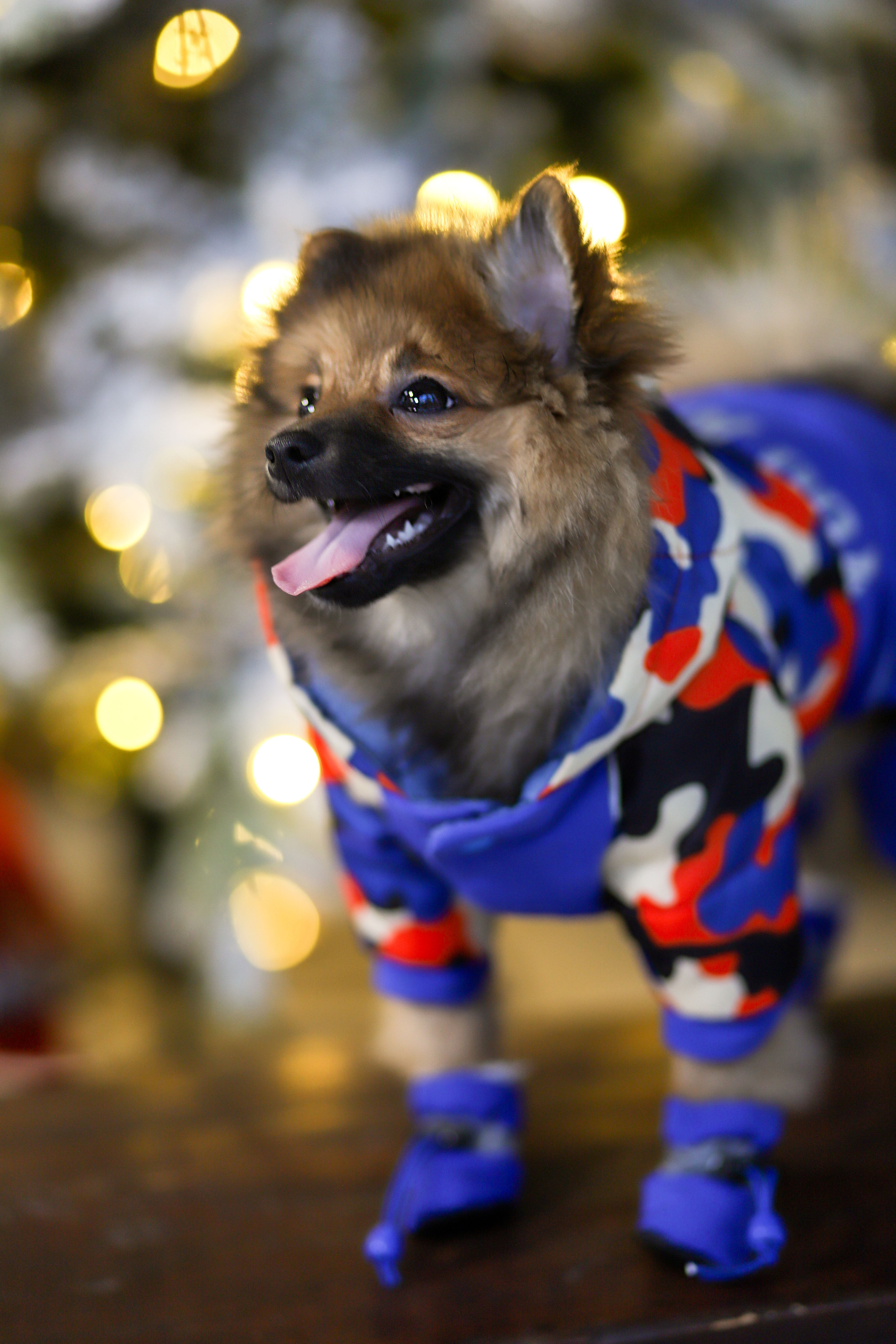 Семейная фотосессия с пушистиком!. Фотостудия во Всеволожске. Подходит для всех творческих проектов