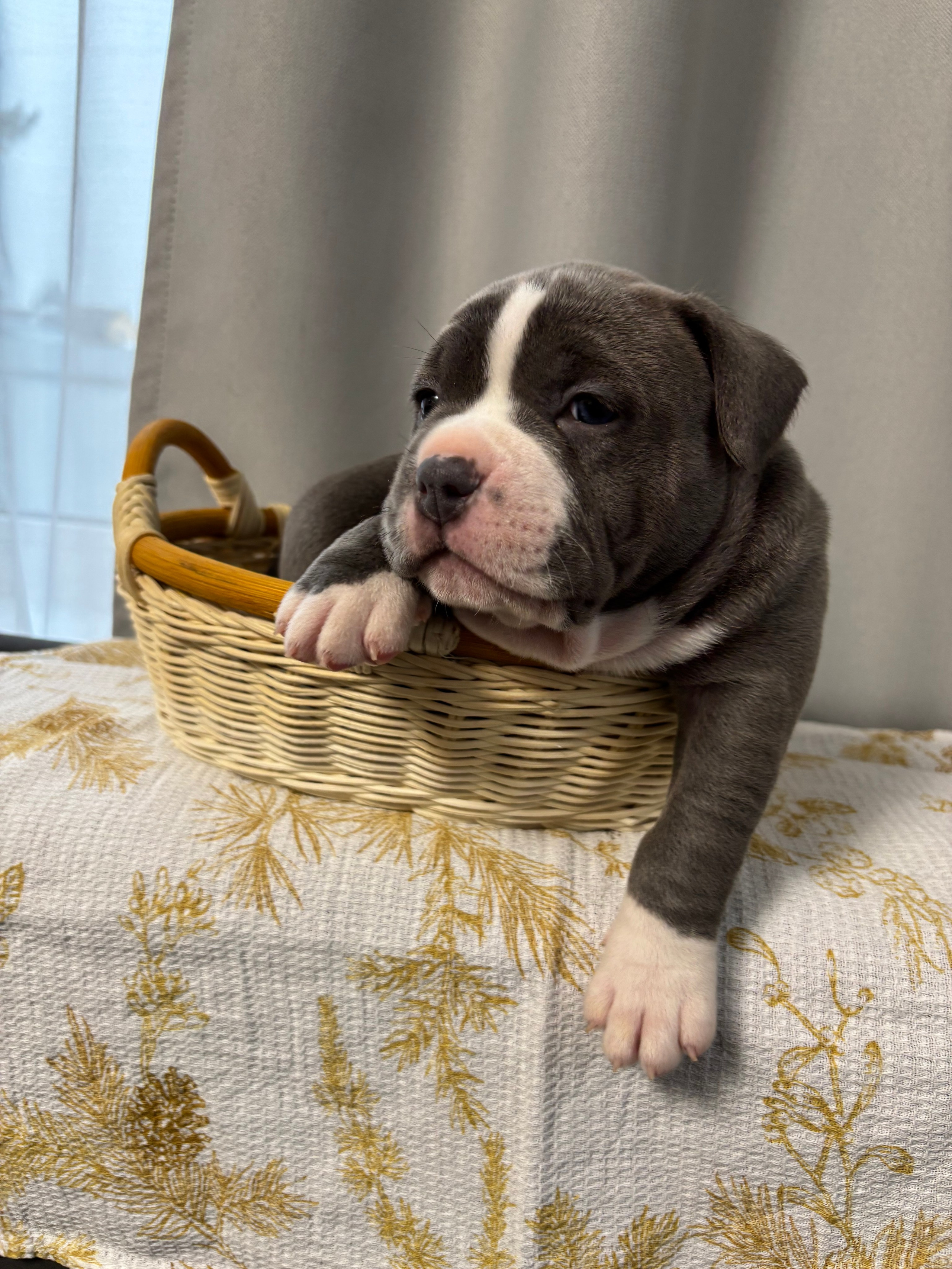 Помет Рич и Дося 04.02.25. Американский Булли в г. Ростов-на-Дону. Питомник THE POWER OF SIBERIA