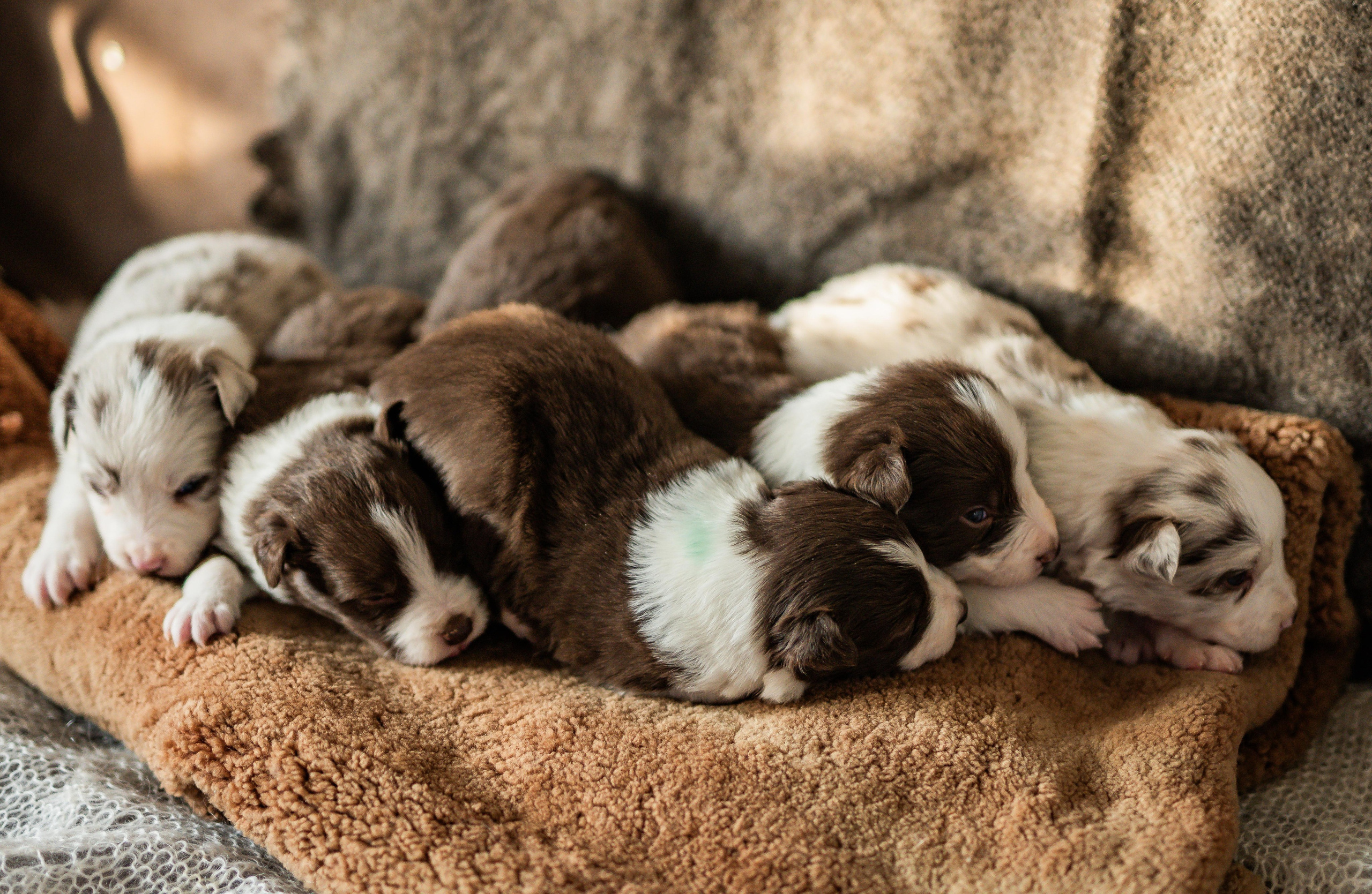 Фритсвит. Семейный фотограф Ефремова Виктория