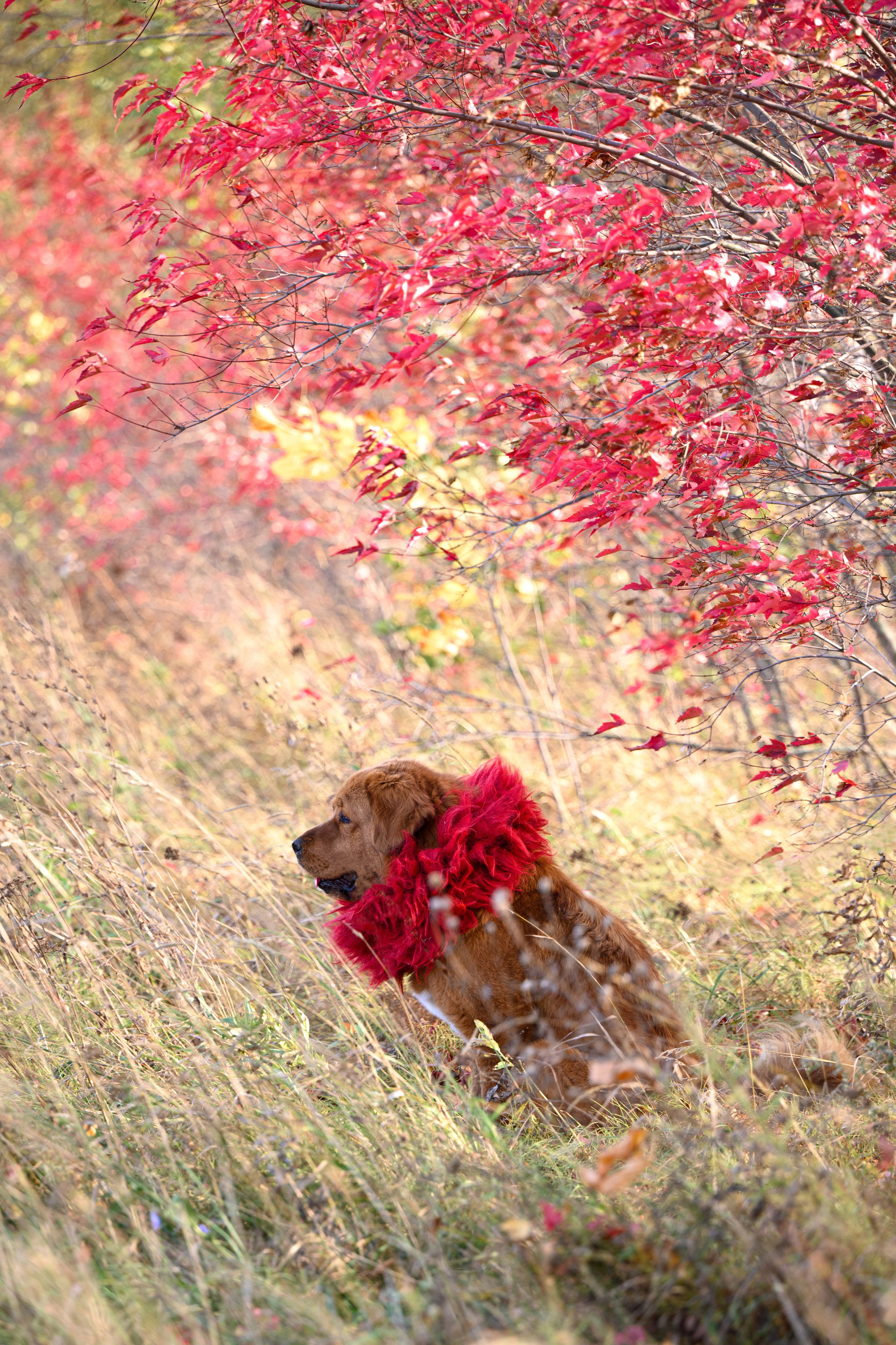 Мои Злата и Фред. -