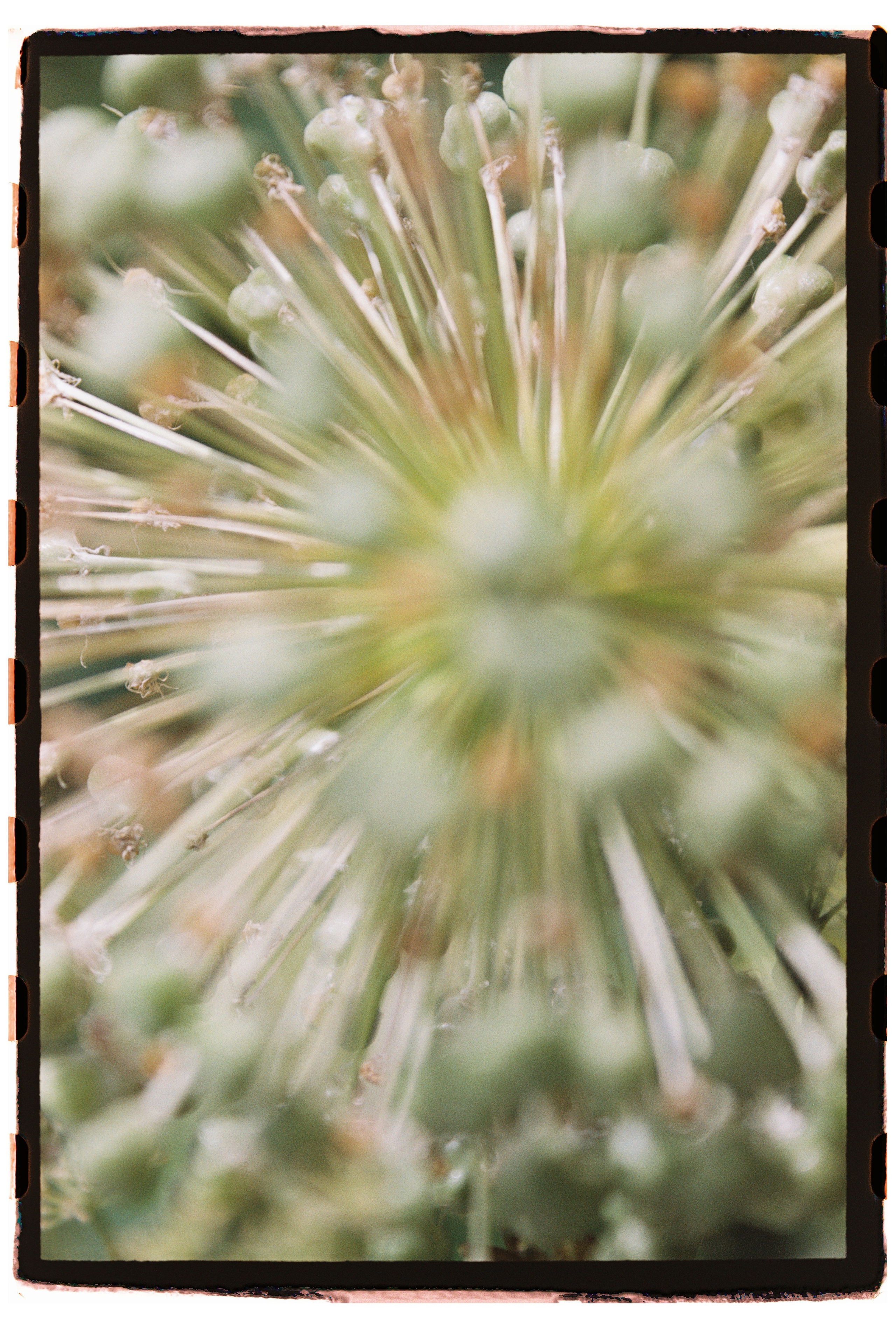 Июль. День Солнцестояния