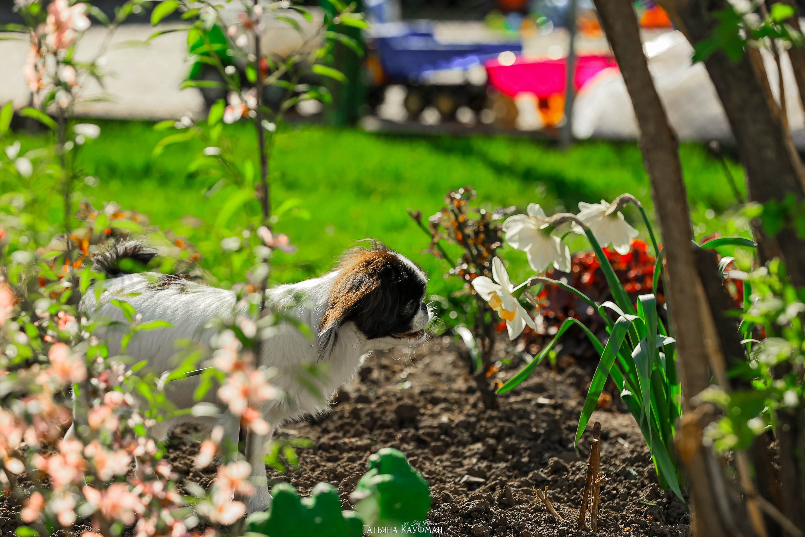 Японский хин, фотография японский хин, собака в цветах, красивая собака, фотограф анималист, фотокурс Анималистика, научиться фотографировать собак, фотограф Новосибирск