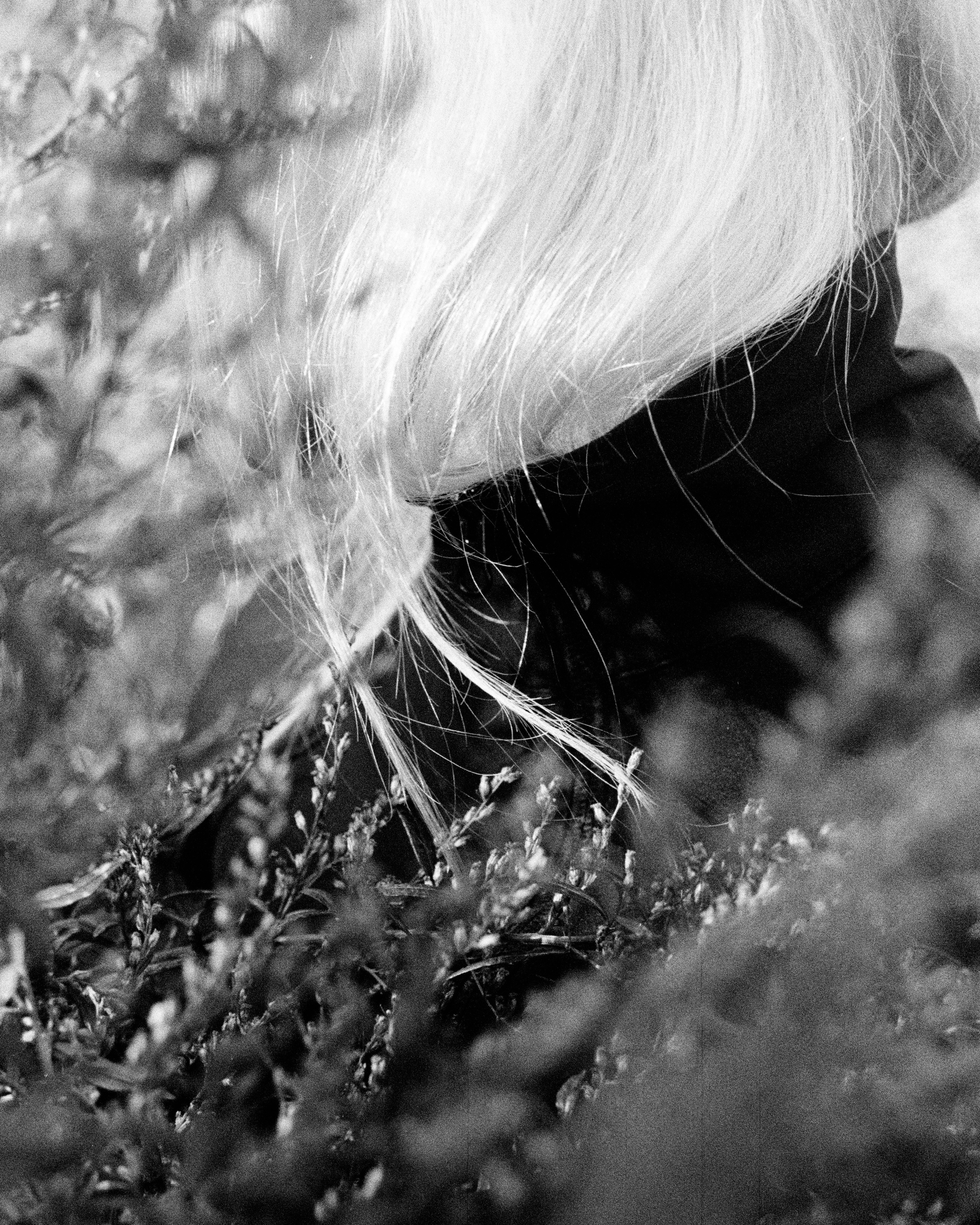 Док портрет