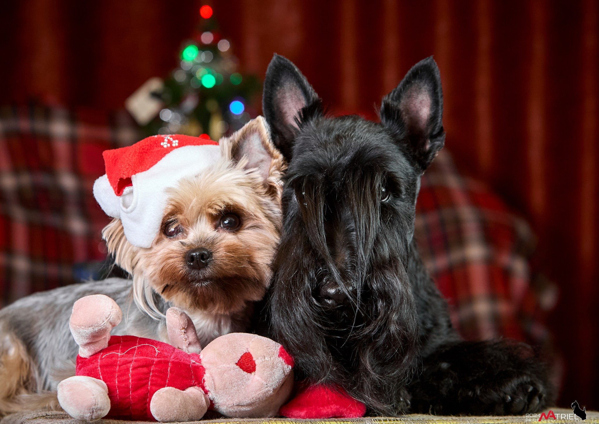 новогодняя съемка собак, групповое фото