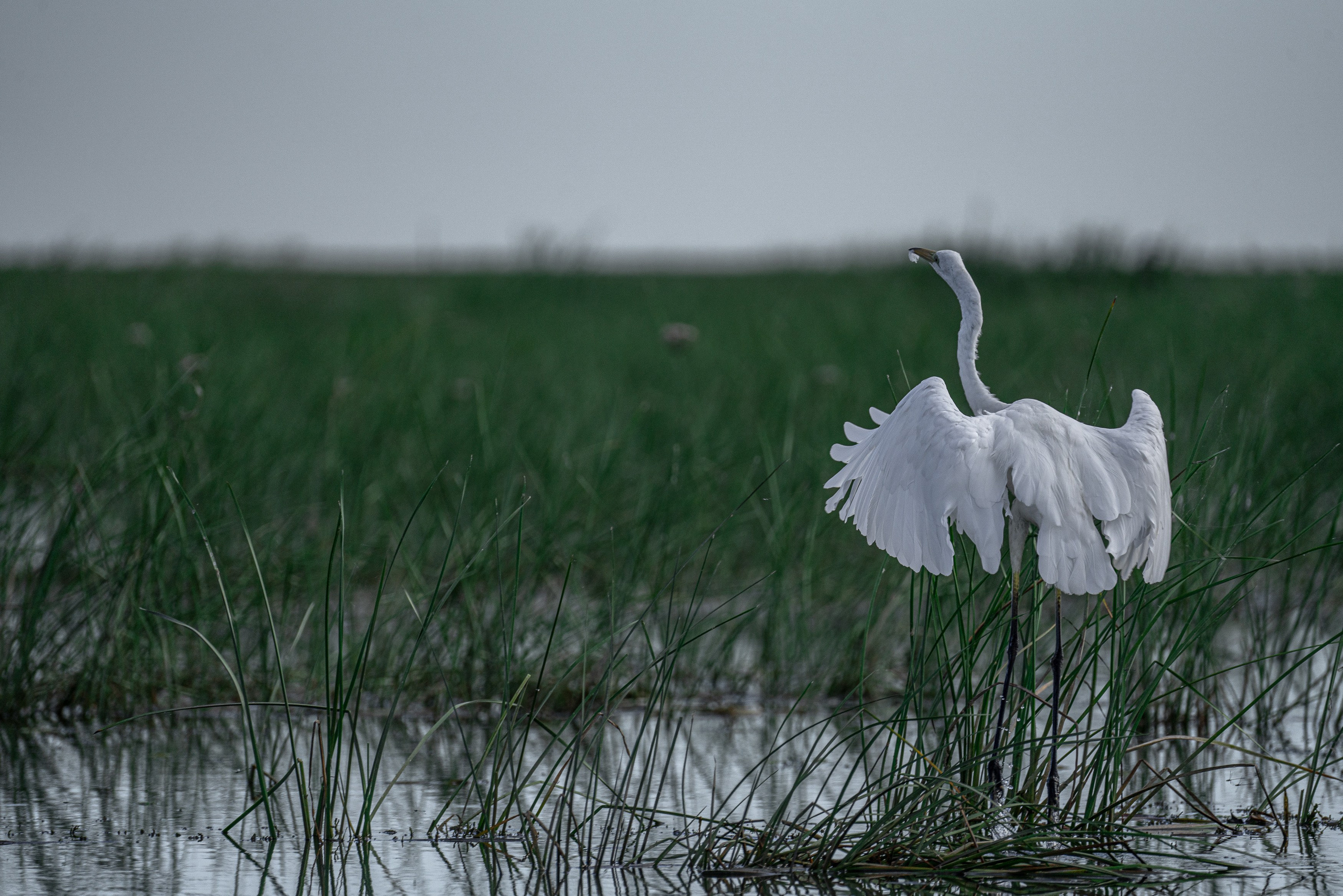 Барханы и лотосы. Июль–Август