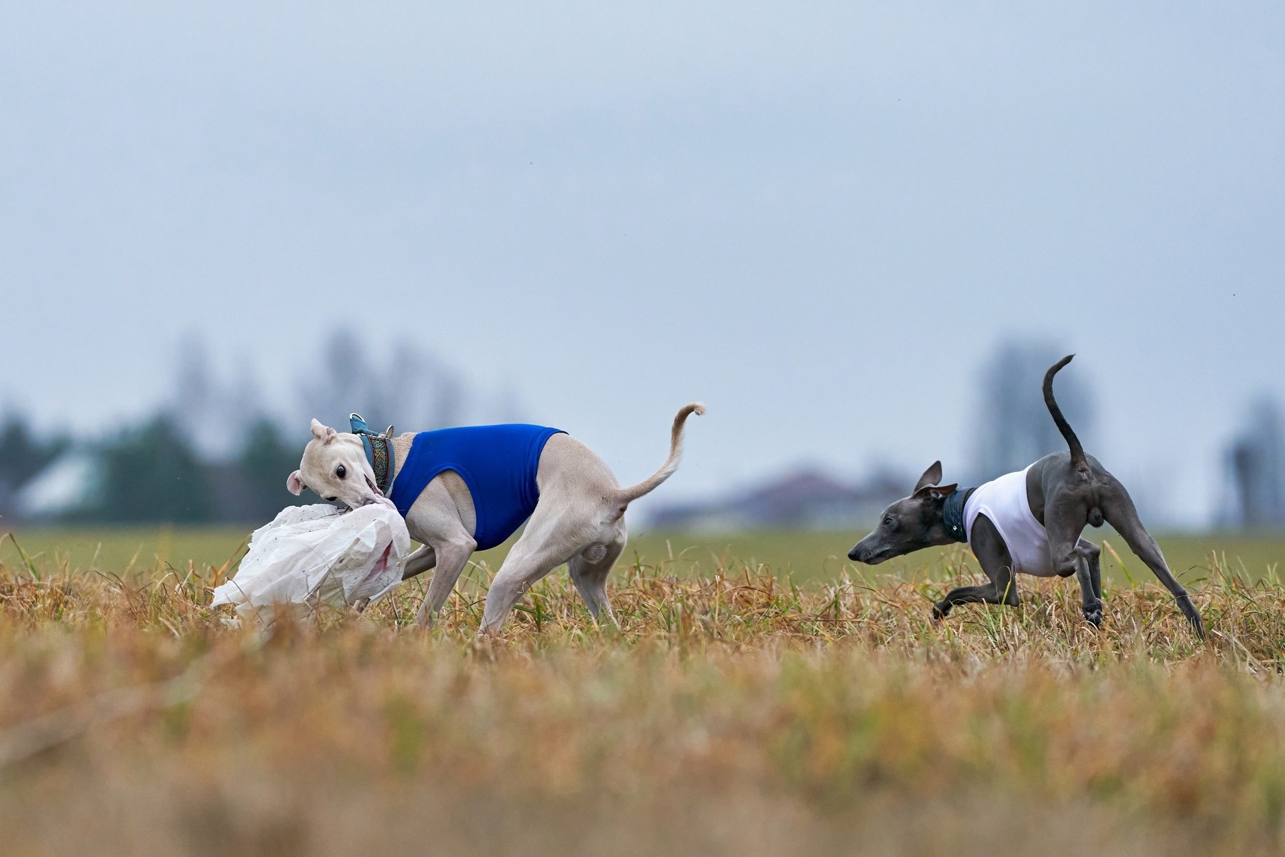 Состязания свор «Тройки». Фотограф-анималист Михаил Манухин