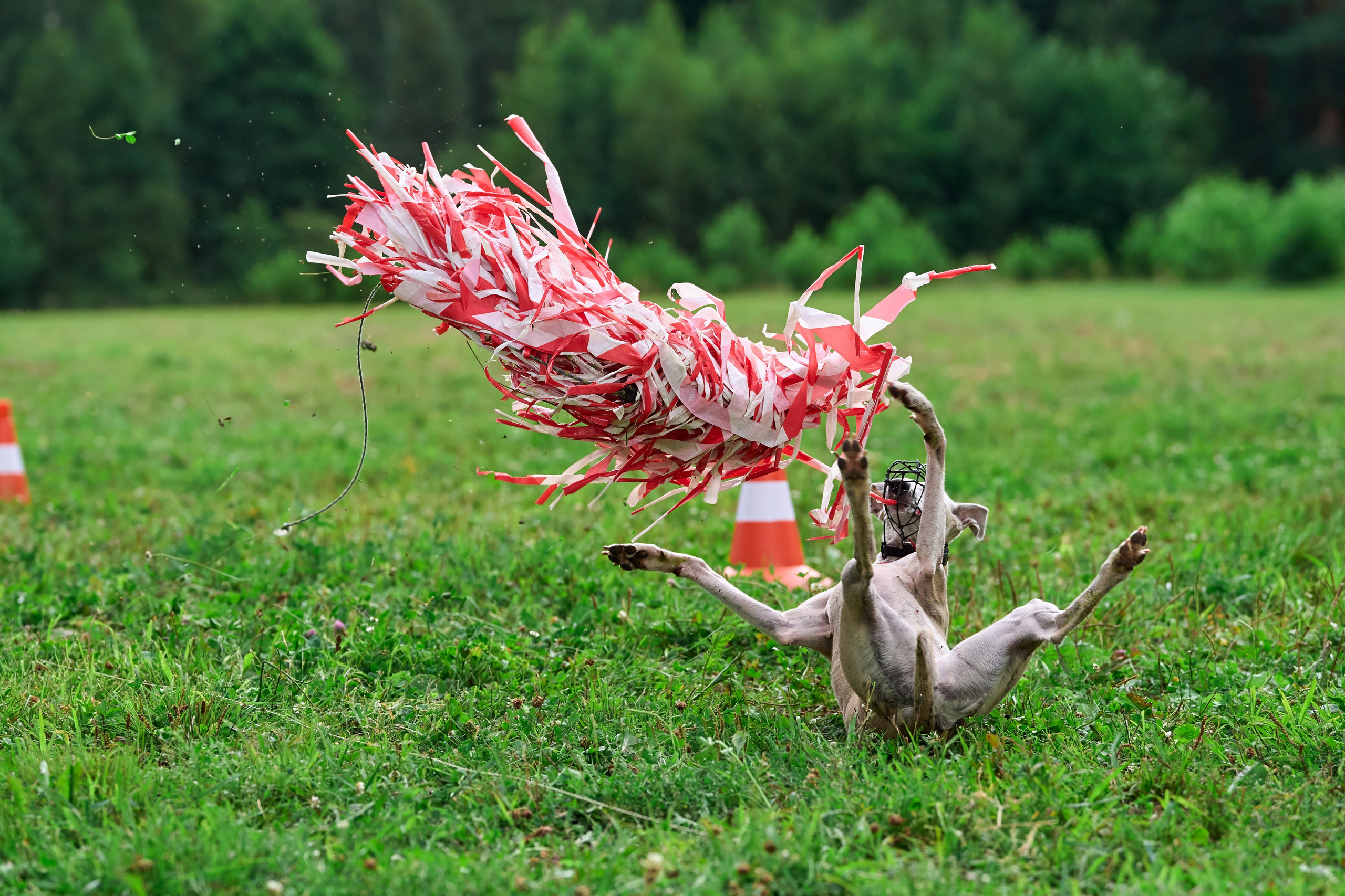 Тренировка в Донино. Фотограф-анималист Михаил Манухин