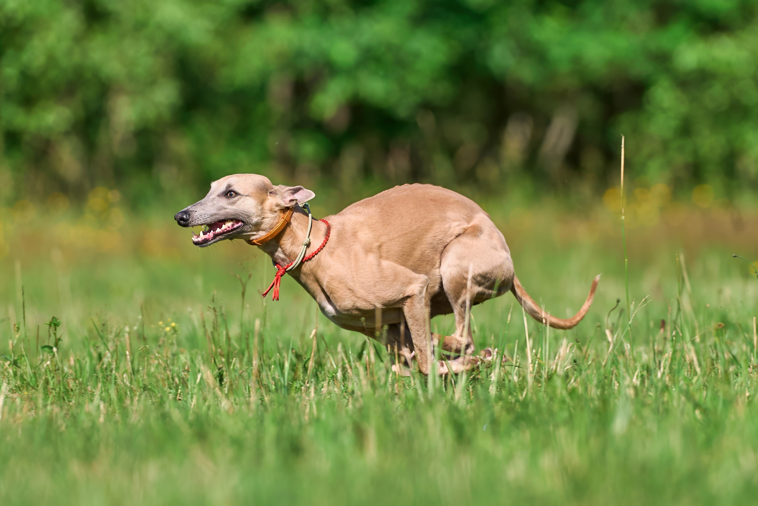 Тренировка по курсингу в Донино. Фотограф-анималист Михаил Манухин