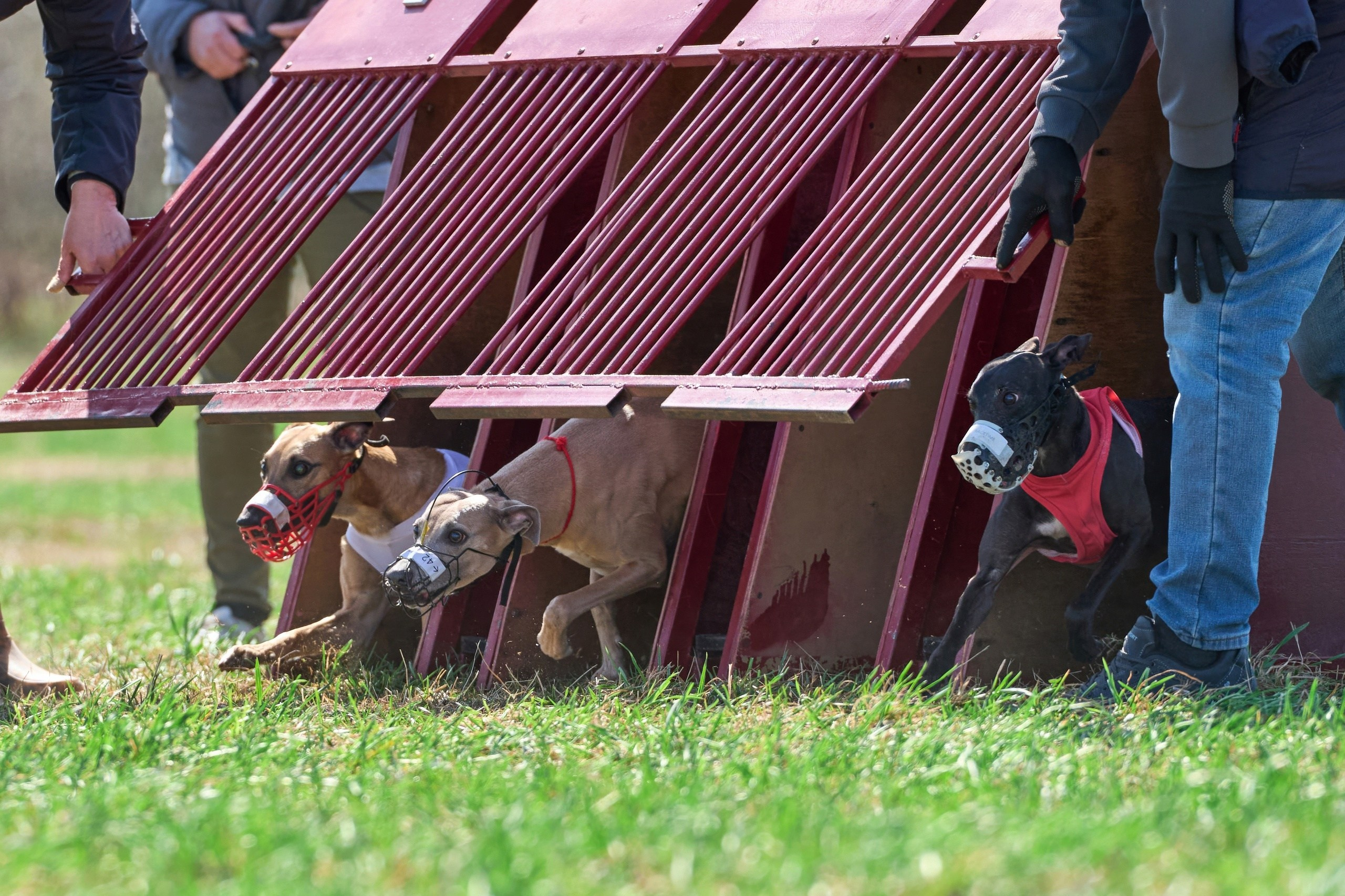 Квалификация по рейсингу. Фотограф-анималист Михаил Манухин
