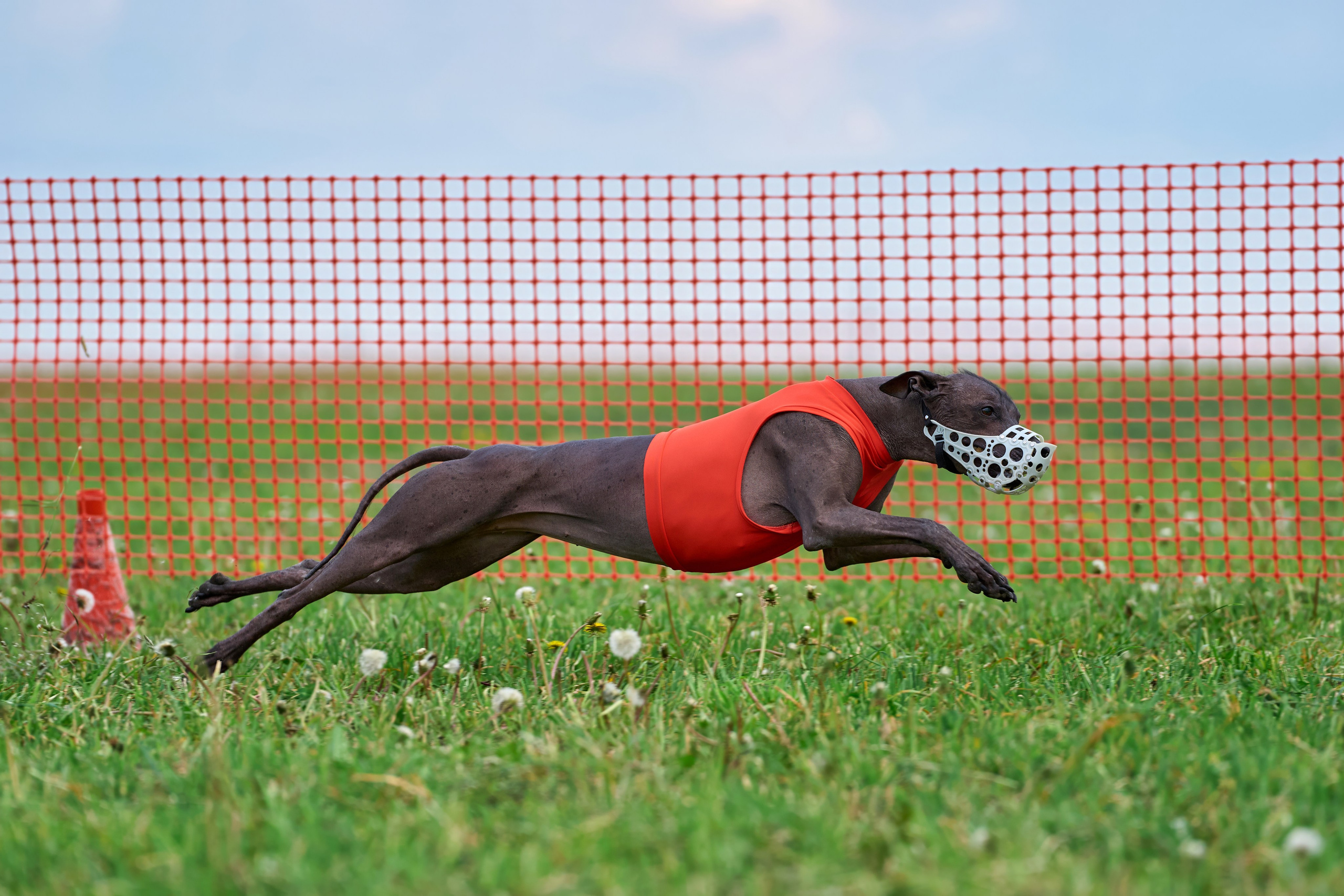 Квалификация по рейсингу. РАЛББ и Курсинг на Ярославке. Фотограф-анималист Михаил Манухин