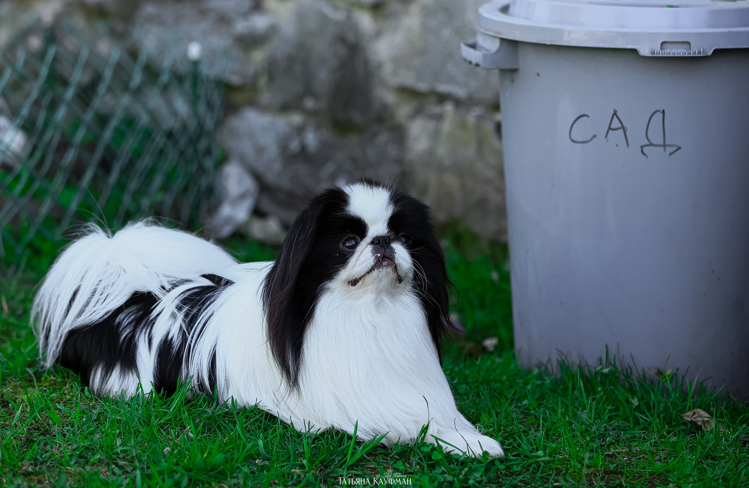 Японский хин, фотография японский хин, собака в цветах, красивая собака, фотограф анималист, фотокурс Анималистика, научиться фотографировать собак, фотограф Новосибирск