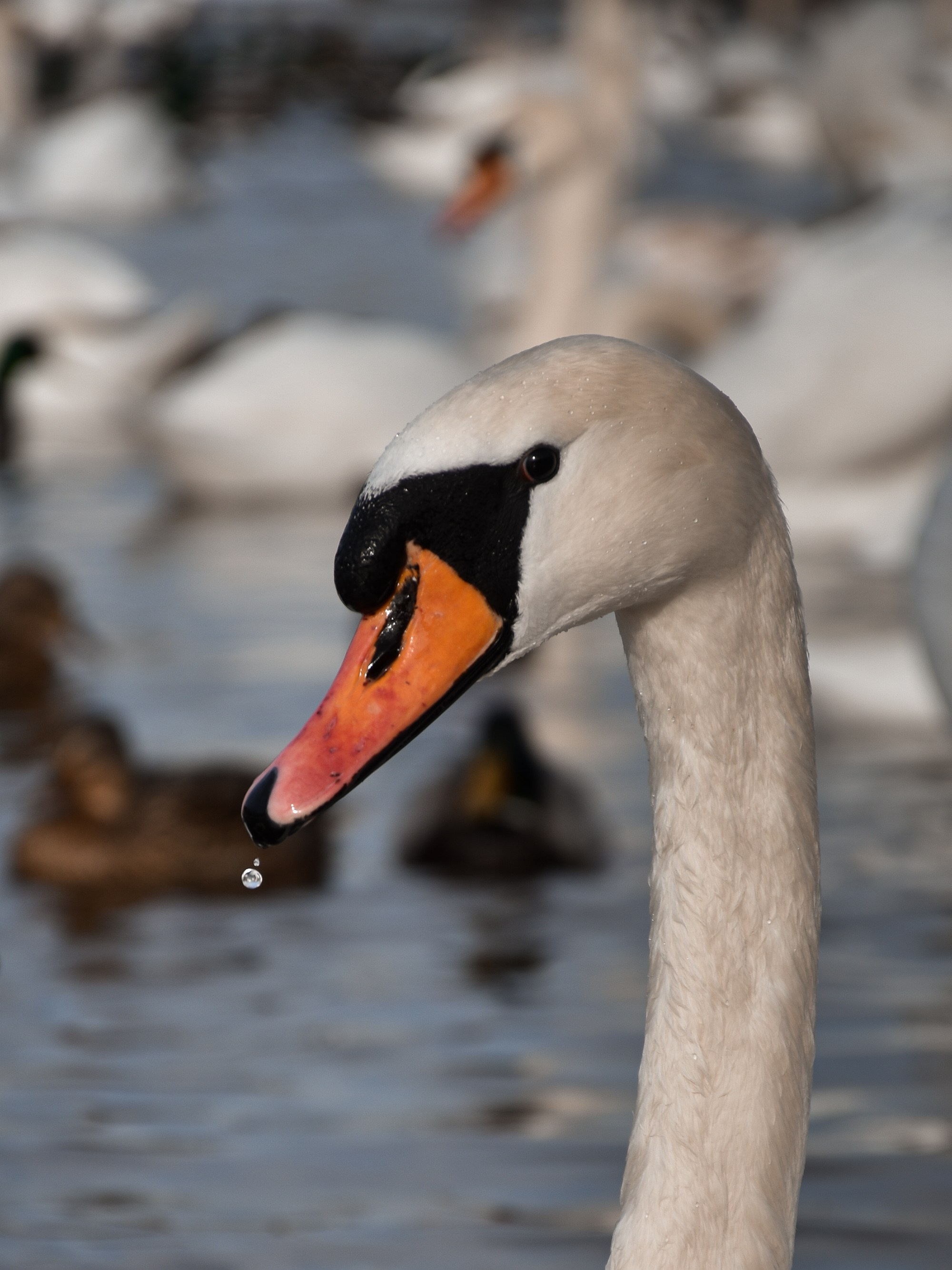 В созвучии с природой. Фотограф Светлана В. Пронина, Москва