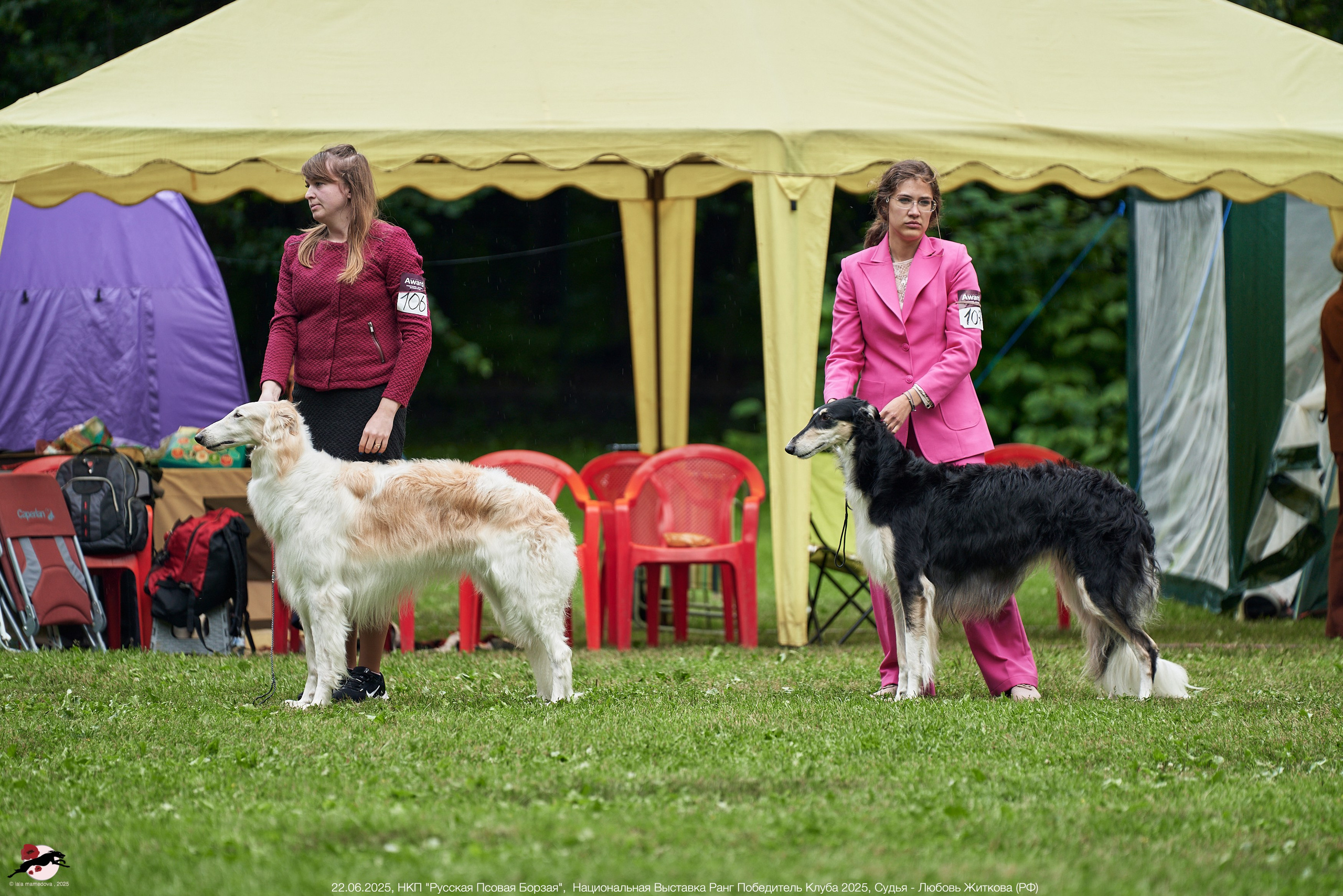 22.06.2025 | Национальная Выставка НКП "Русская Псовая Борзая"