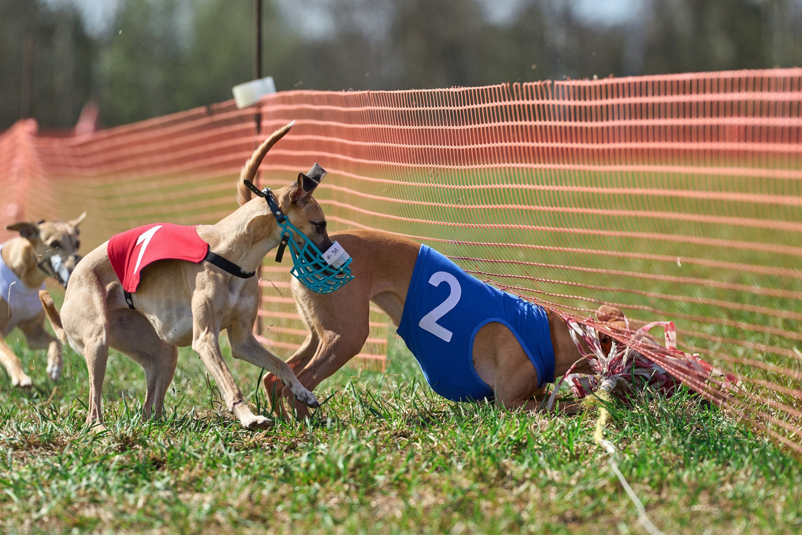 Квалификация по рейсингу. Фотограф-анималист Михаил Манухин