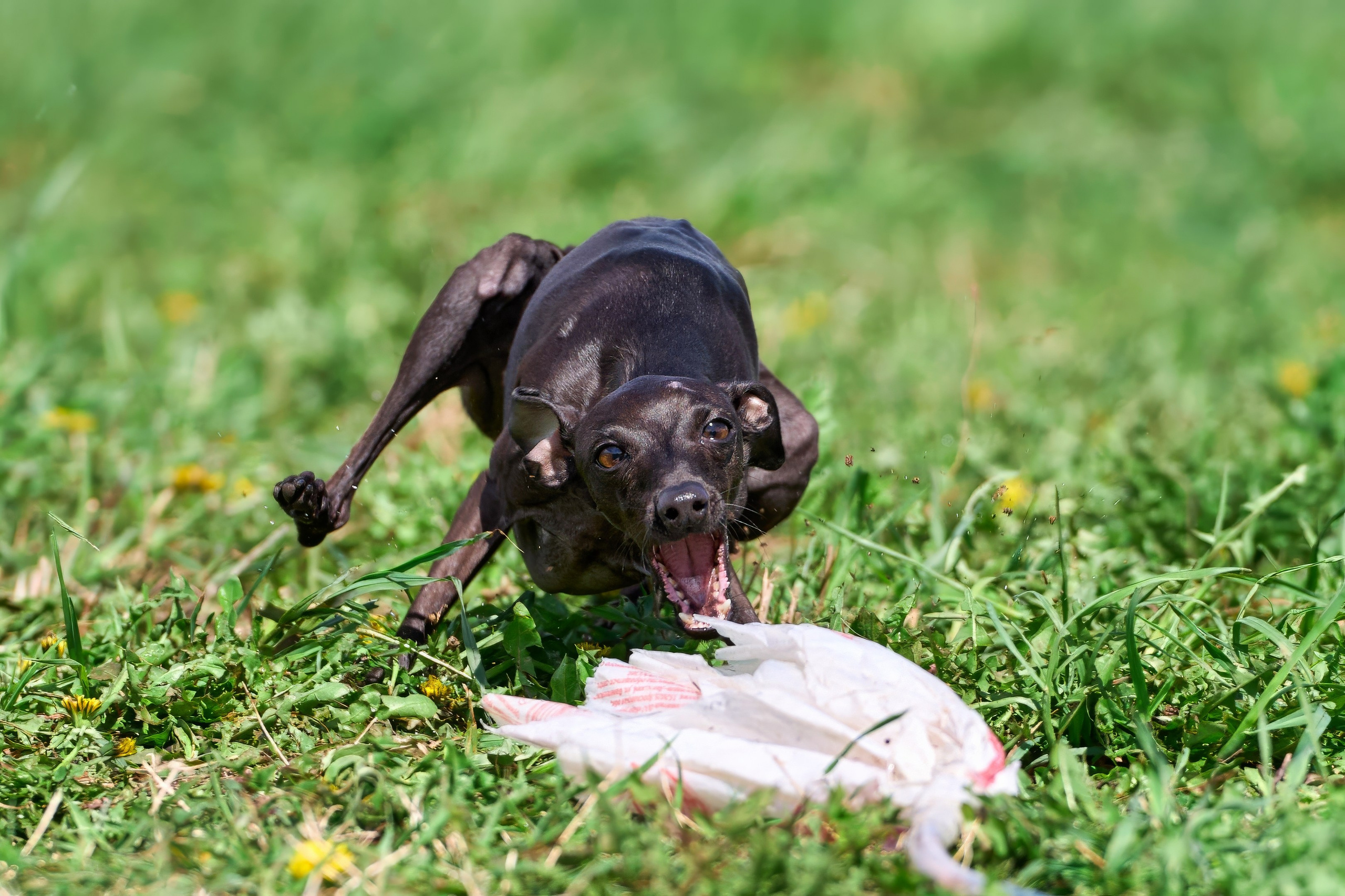 Тренировка по курсингу «на Ярославке». Фотограф-анималист Михаил Манухин