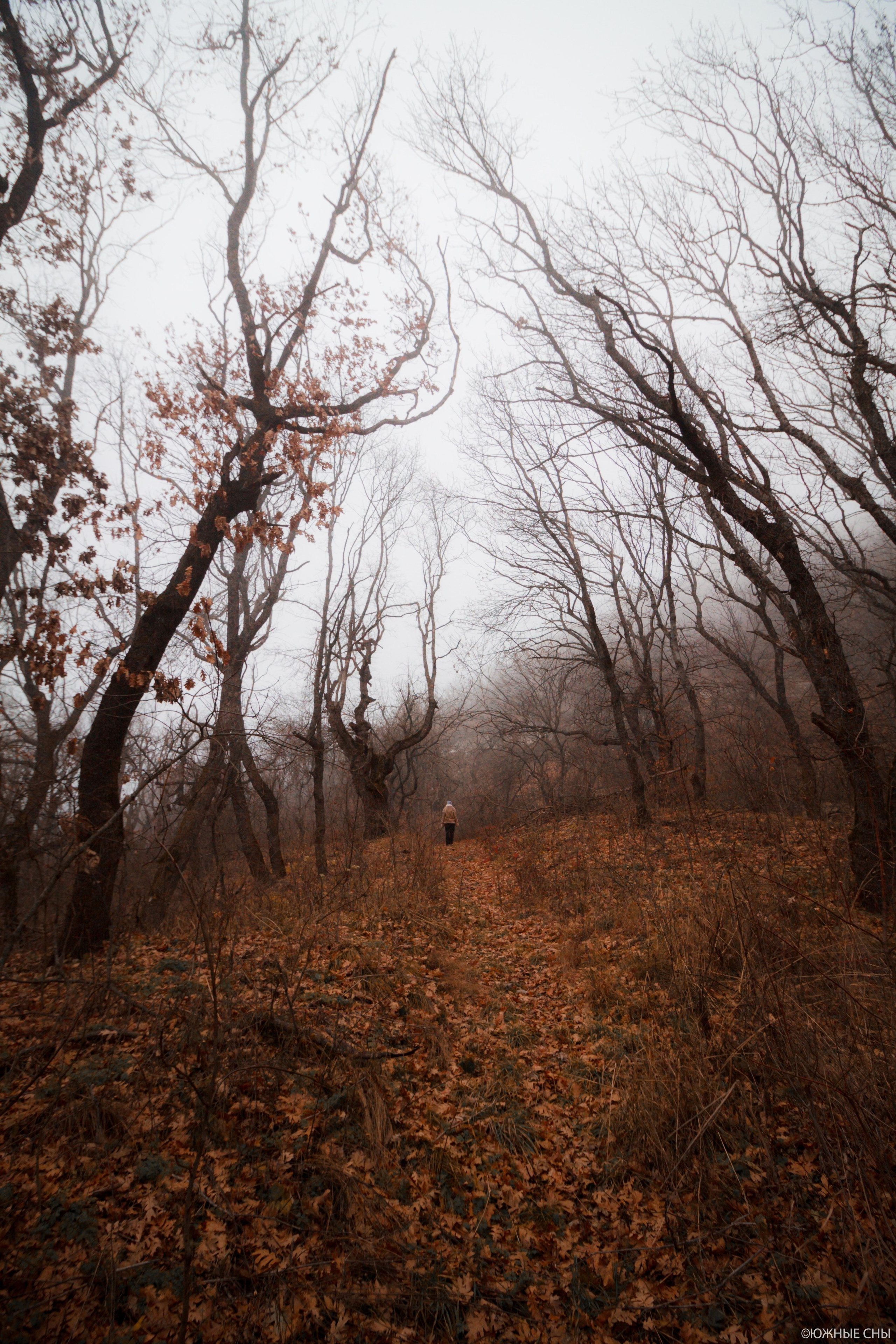 Лес у подножия горы Бештау. Пейзажный и архитектурный фотограф юга России