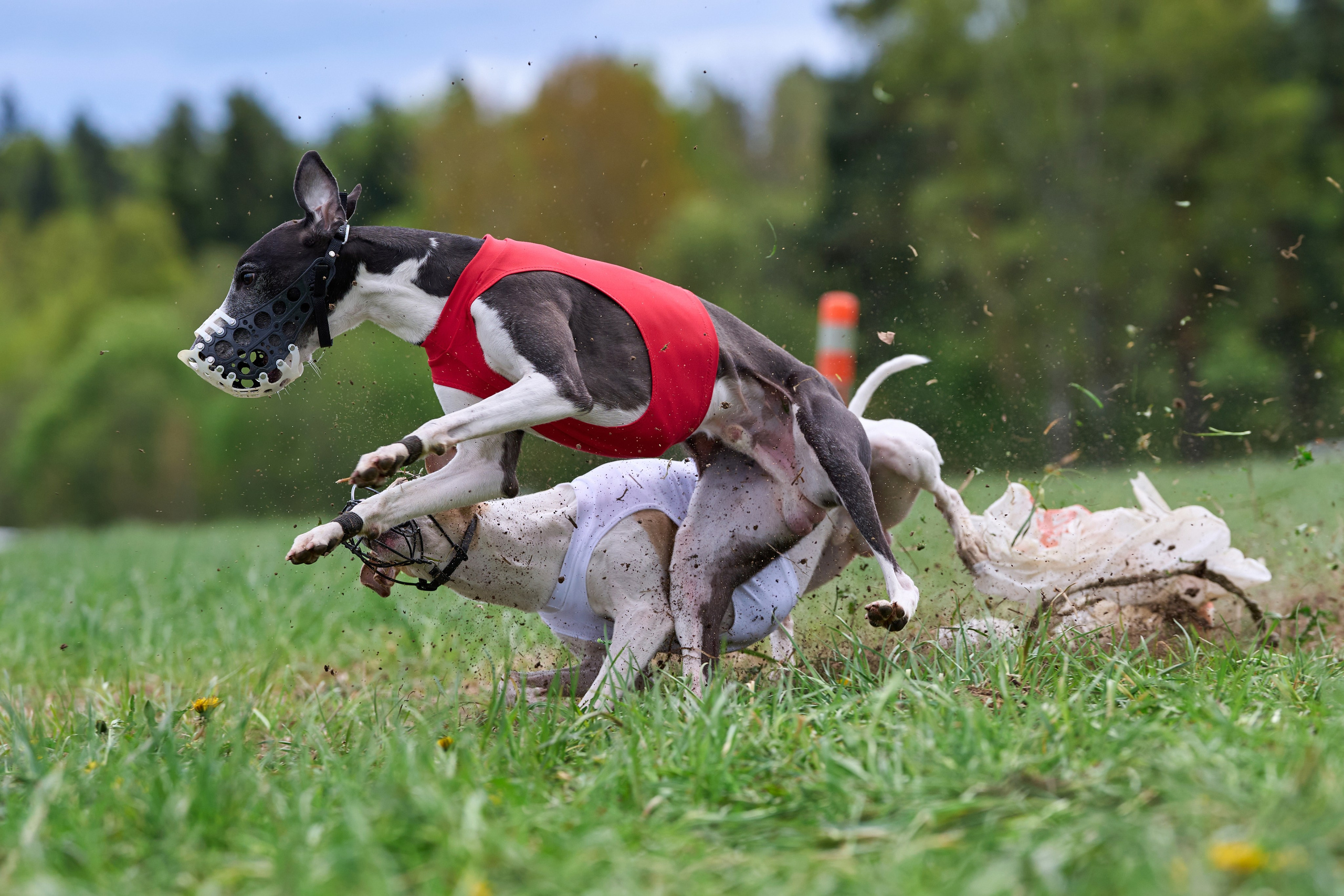 ПЧРКФ по курсингу. Фотограф-анималист Михаил Манухин
