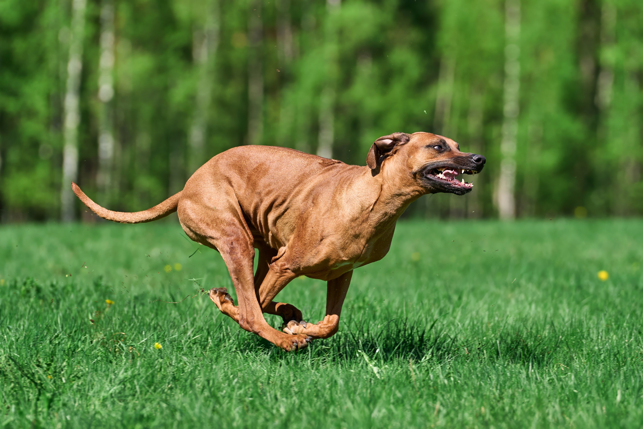 Тренировка по курсингу Донино. Фотограф-анималист Михаил Манухин