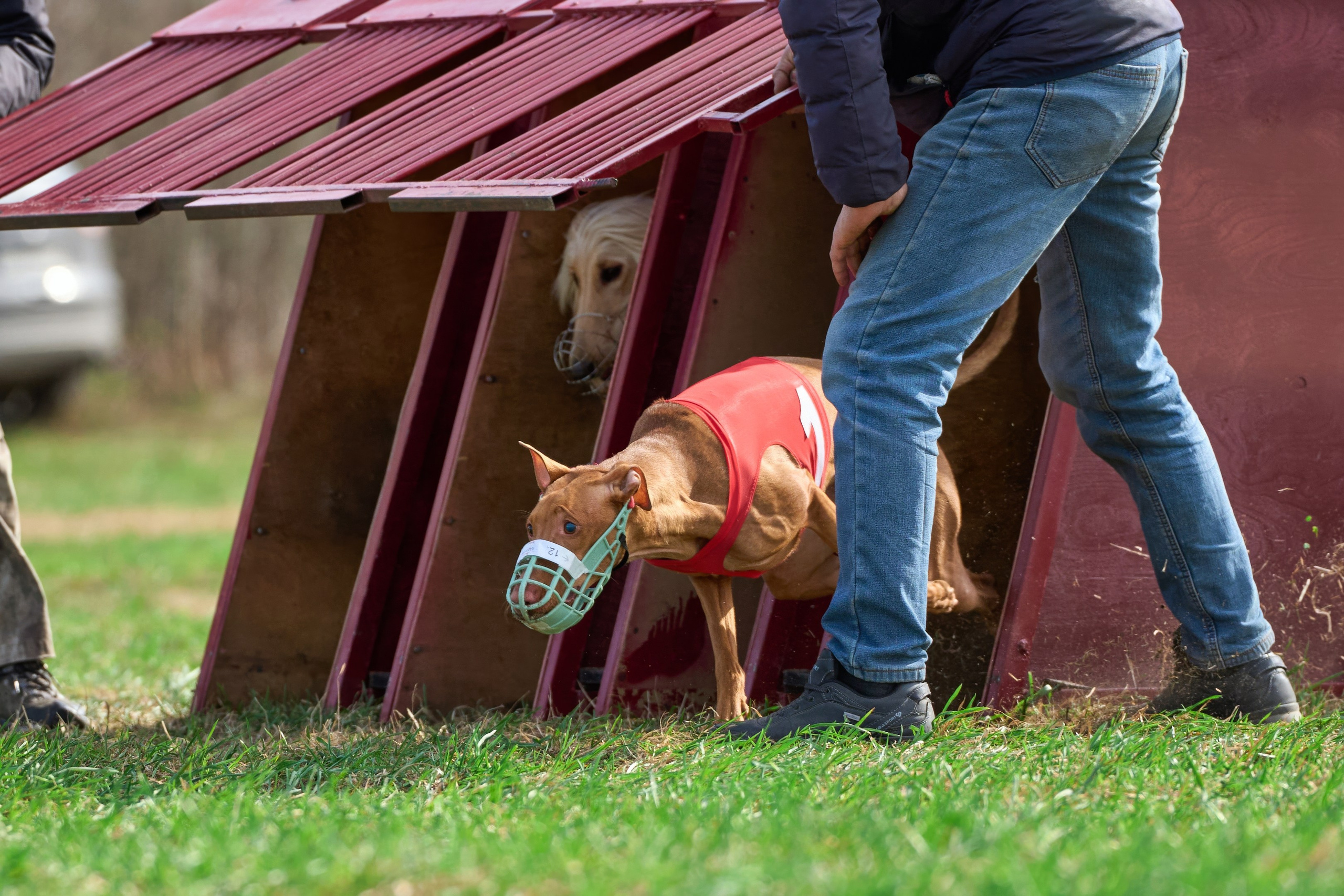 Квалификация по рейсингу. Фотограф-анималист Михаил Манухин