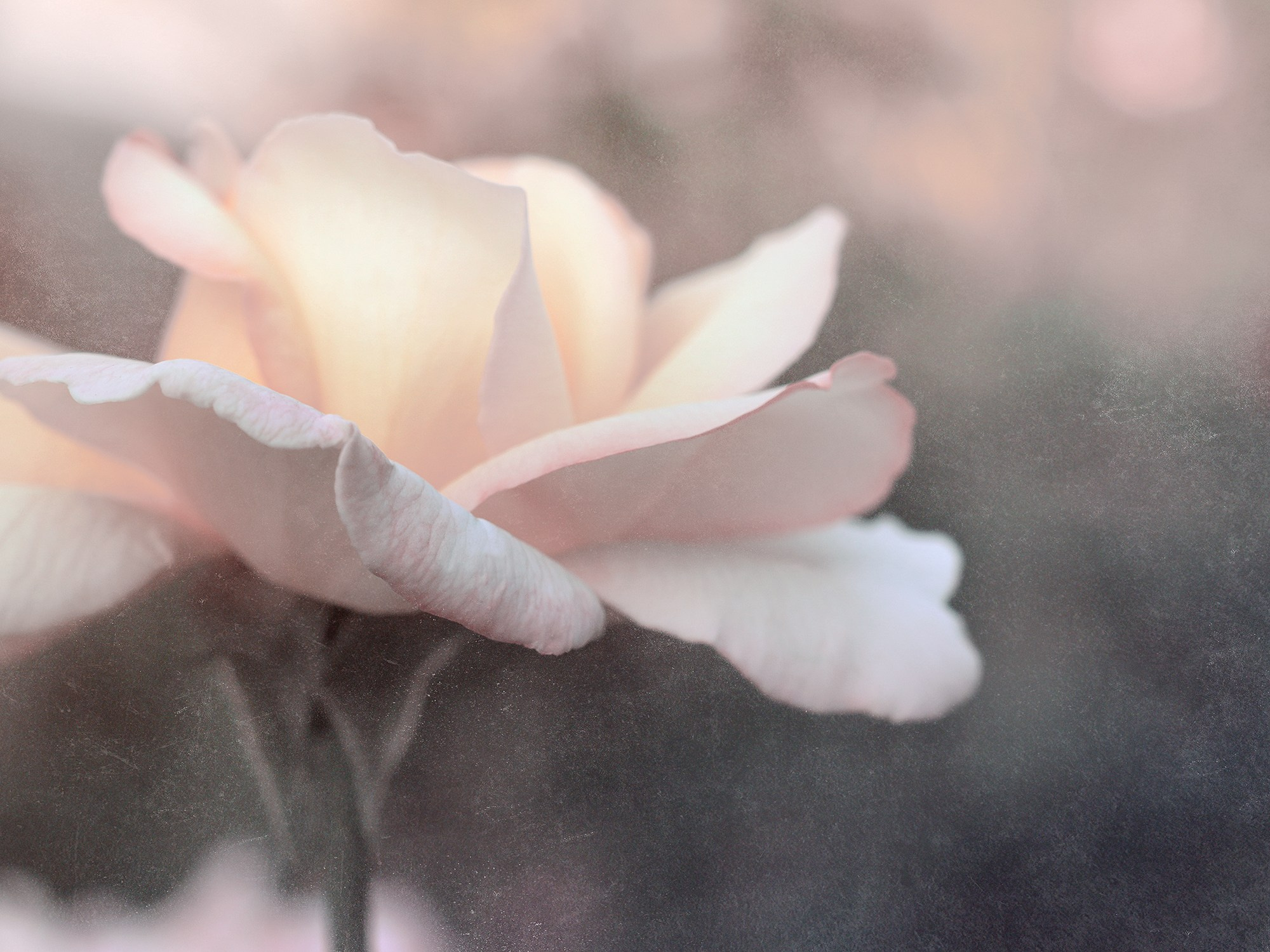 PINK VINTAGE. Eirene G | Photoartist | Flowers from my garden