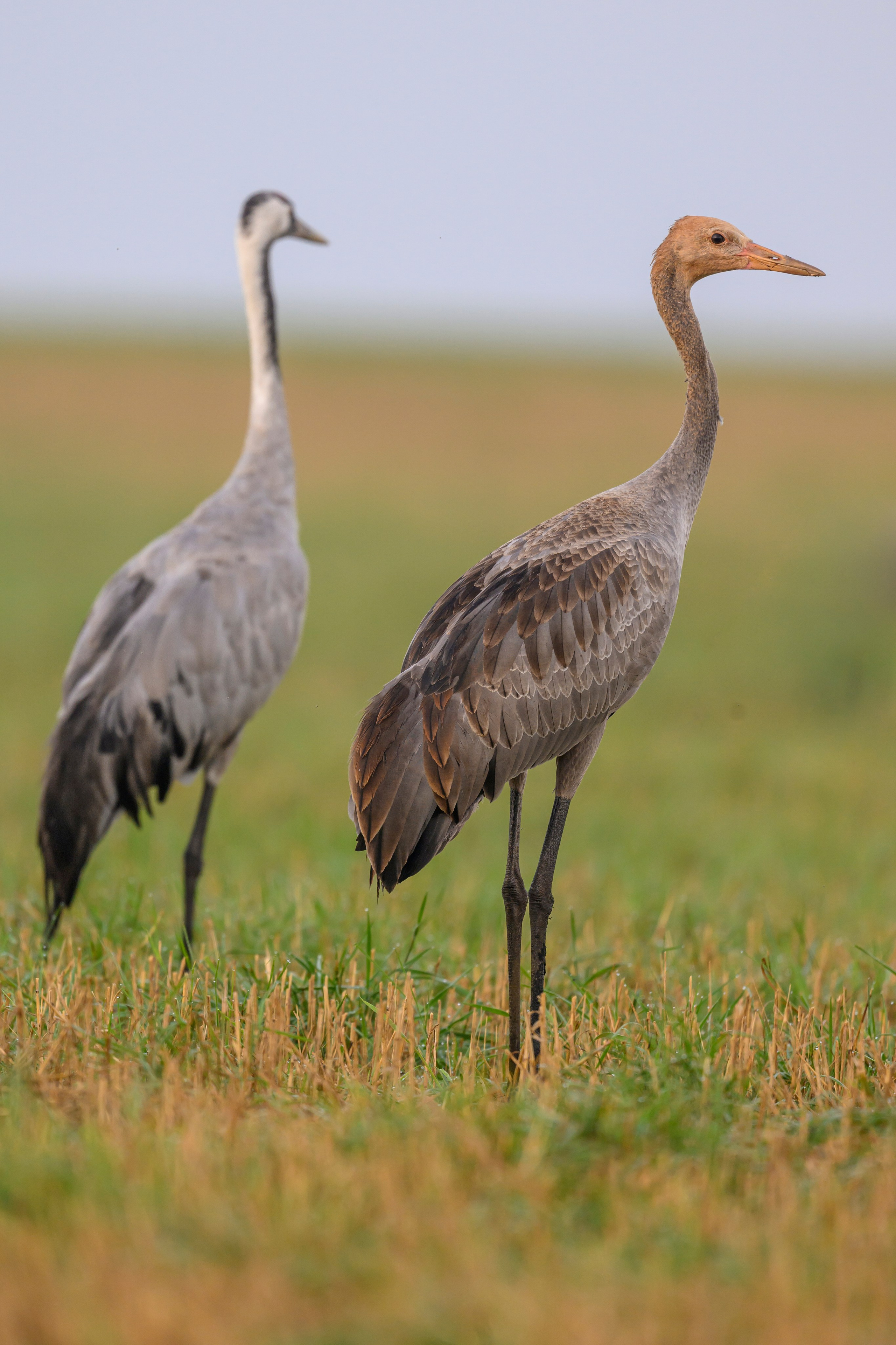 Журавли! Cranes!. Фотограф Сергей Пупонин