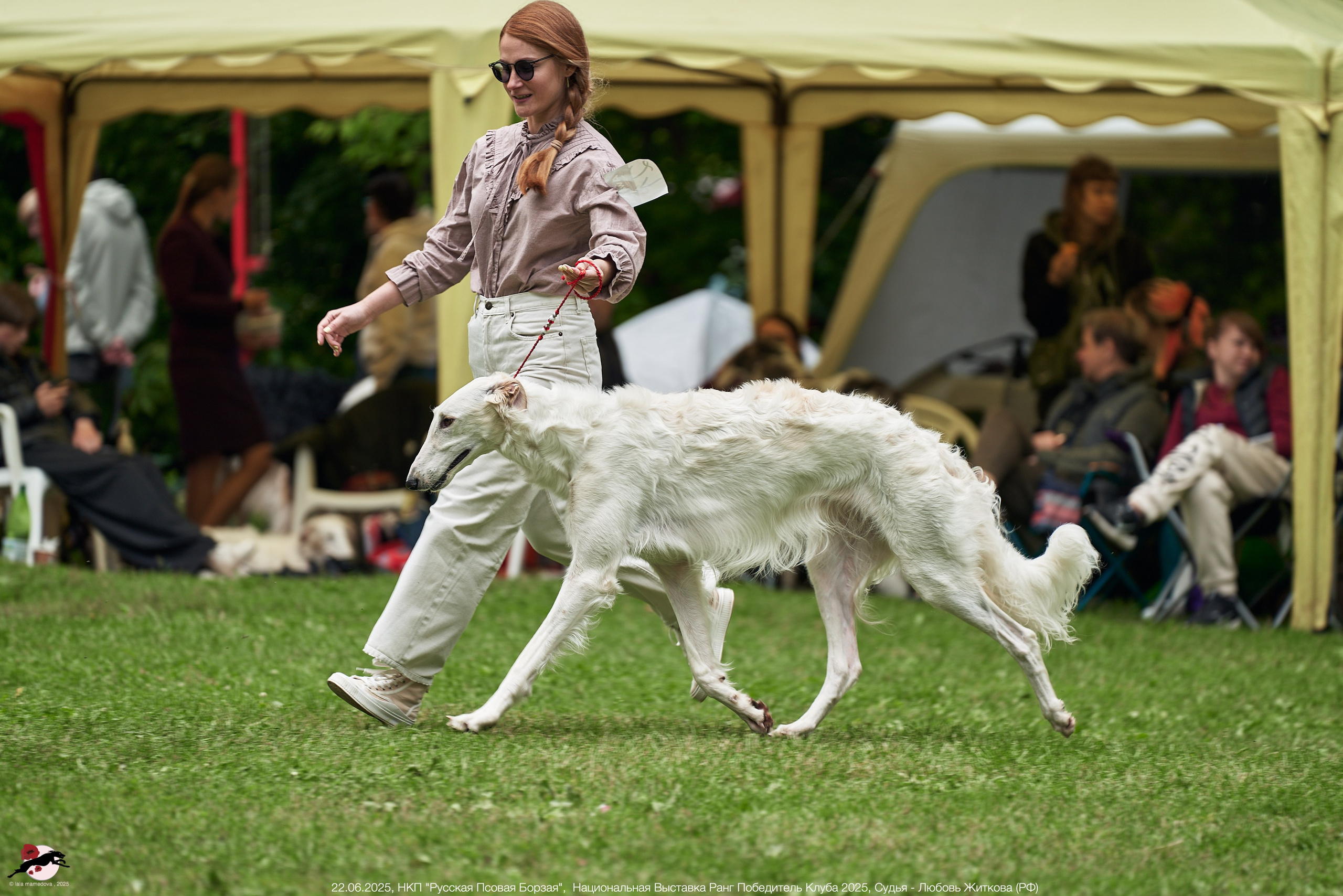 22.06.2025 | Национальная Выставка НКП "Русская Псовая Борзая"