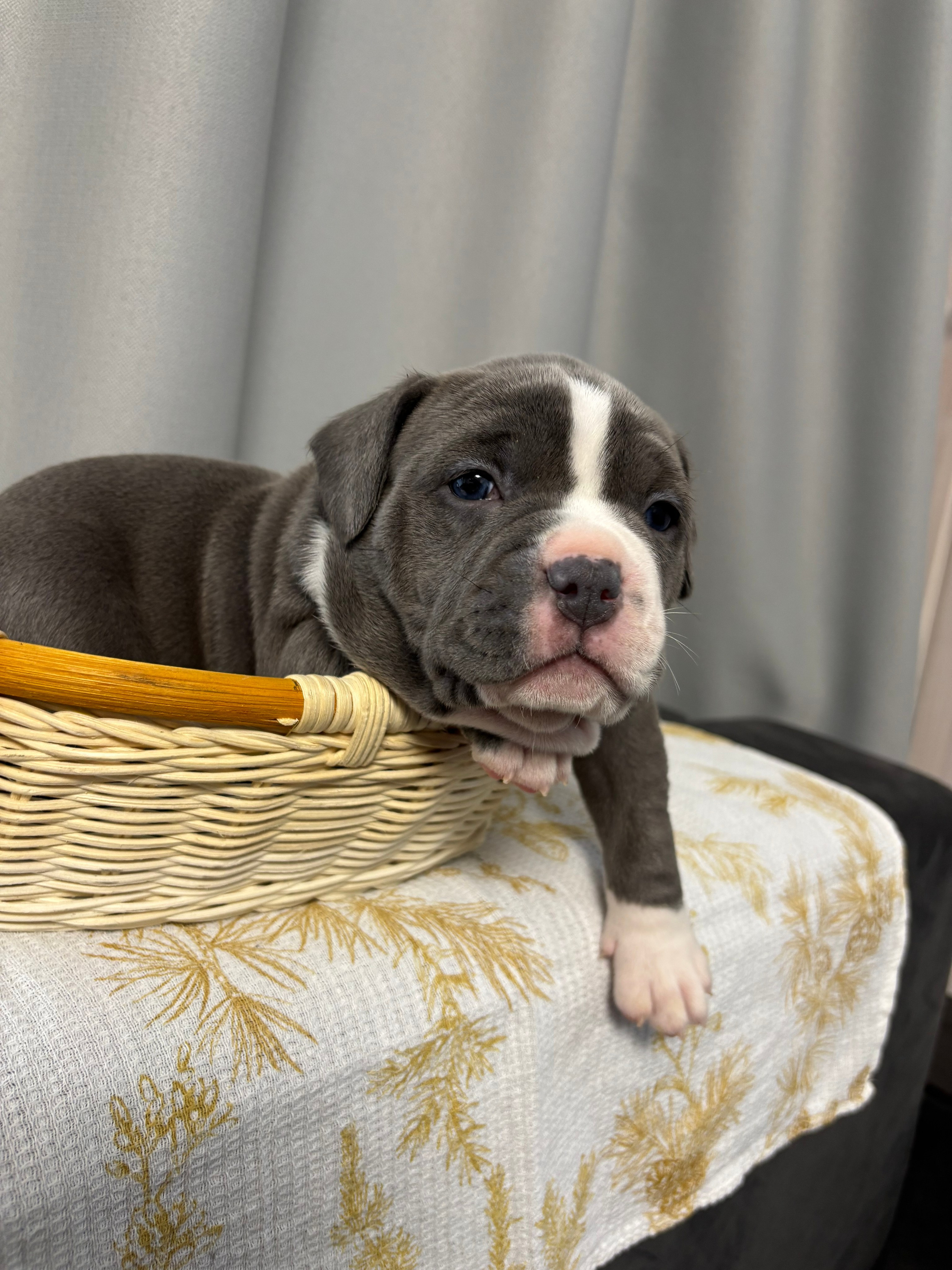 Помет Рич и Дося 04.02.25. Американский Булли в г. Ростов-на-Дону. Питомник THE POWER OF SIBERIA