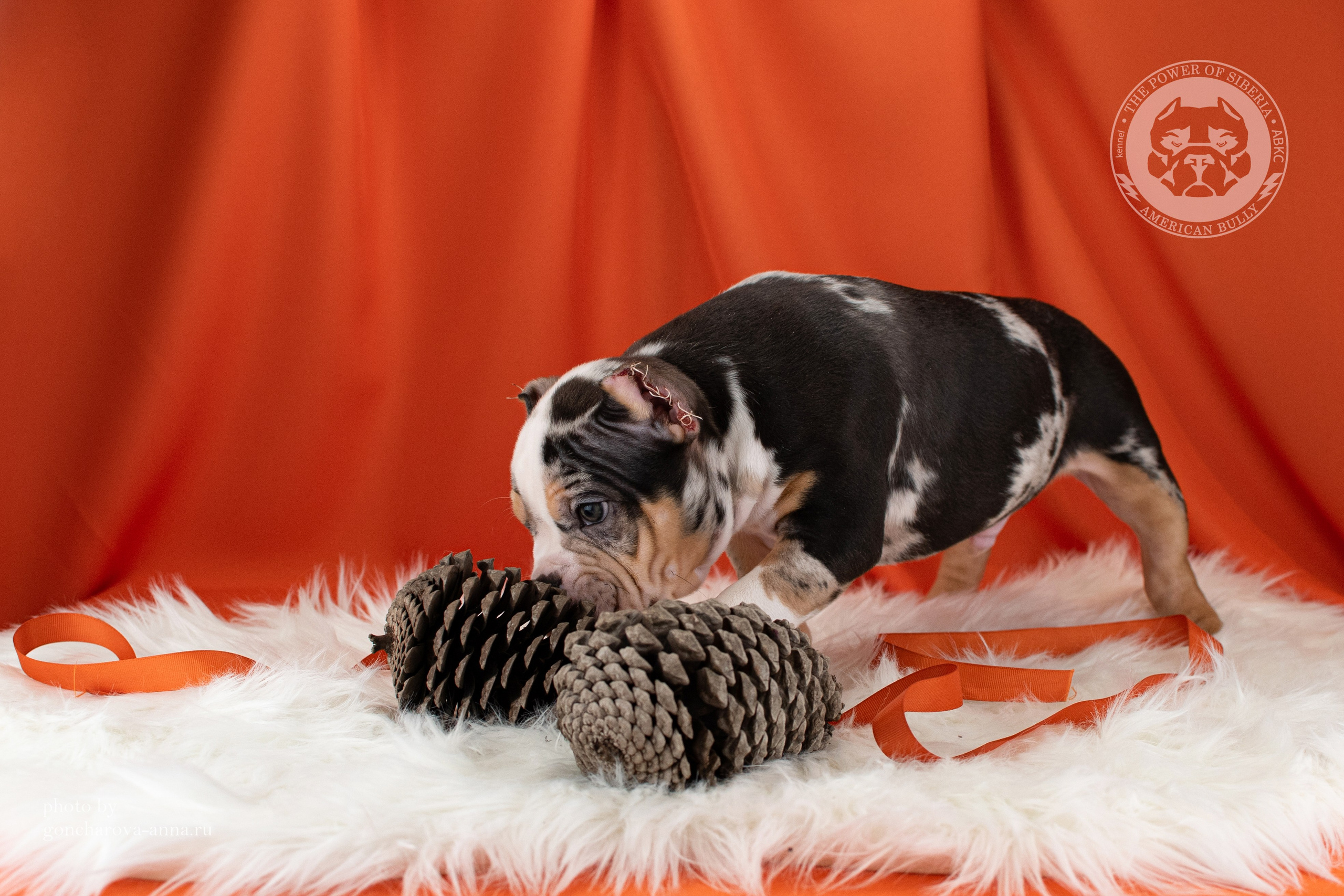 купить щенка American Bully в Омске