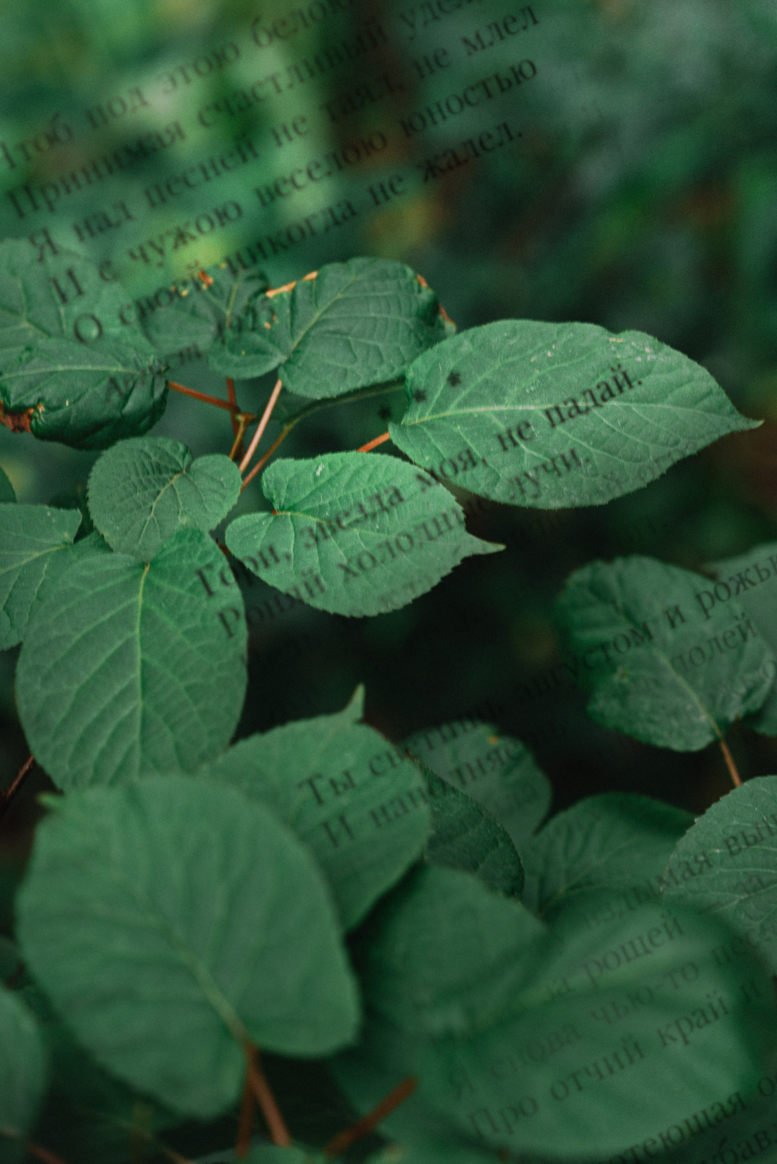 Бронислав Шинкарев Не жалею, не зову, не плачу. Душевная фотография от сердца к сердцу Марина Жиделева фотограф Москва