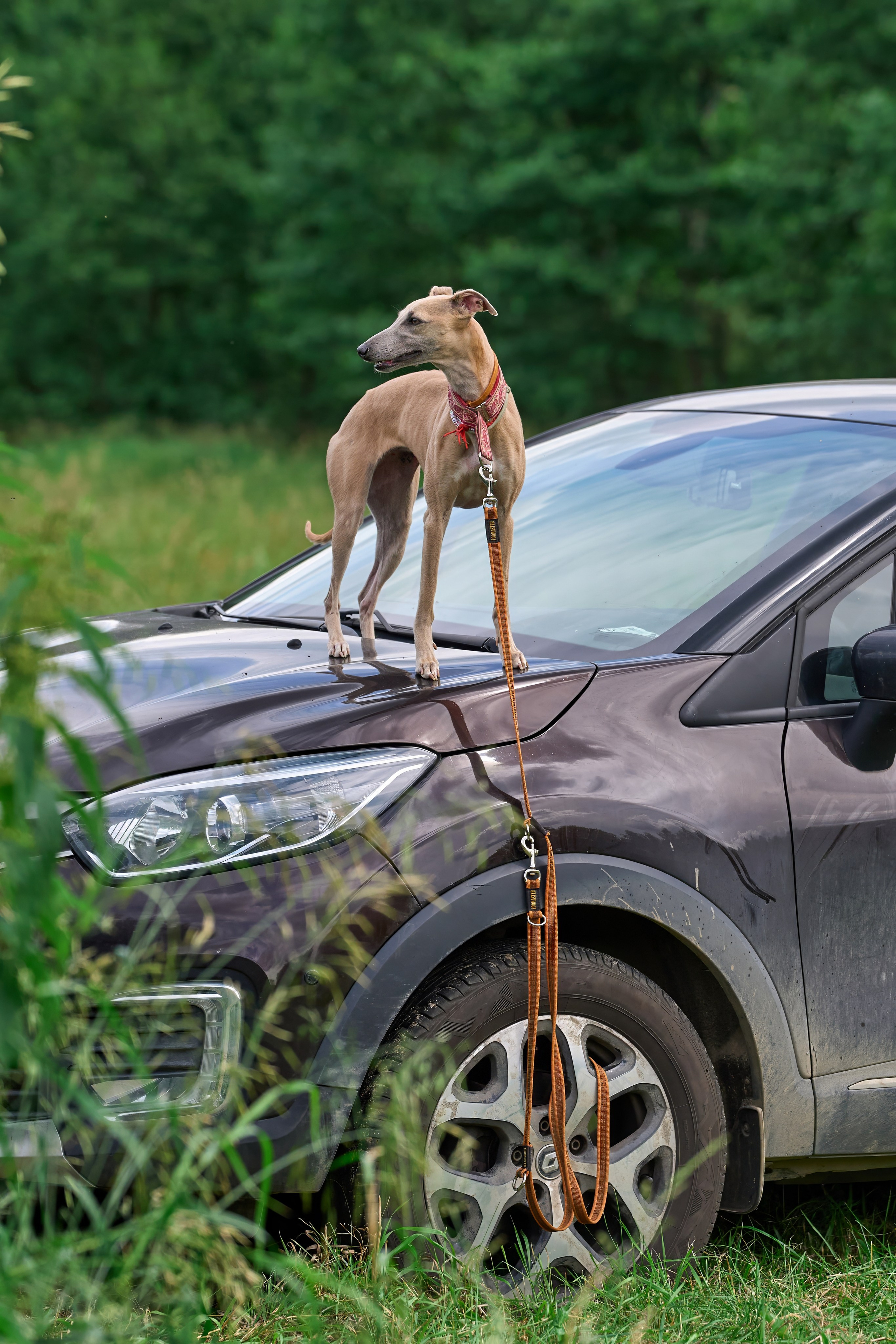 Тренировка по курсингу в Донино. Фотограф-анималист Михаил Манухин
