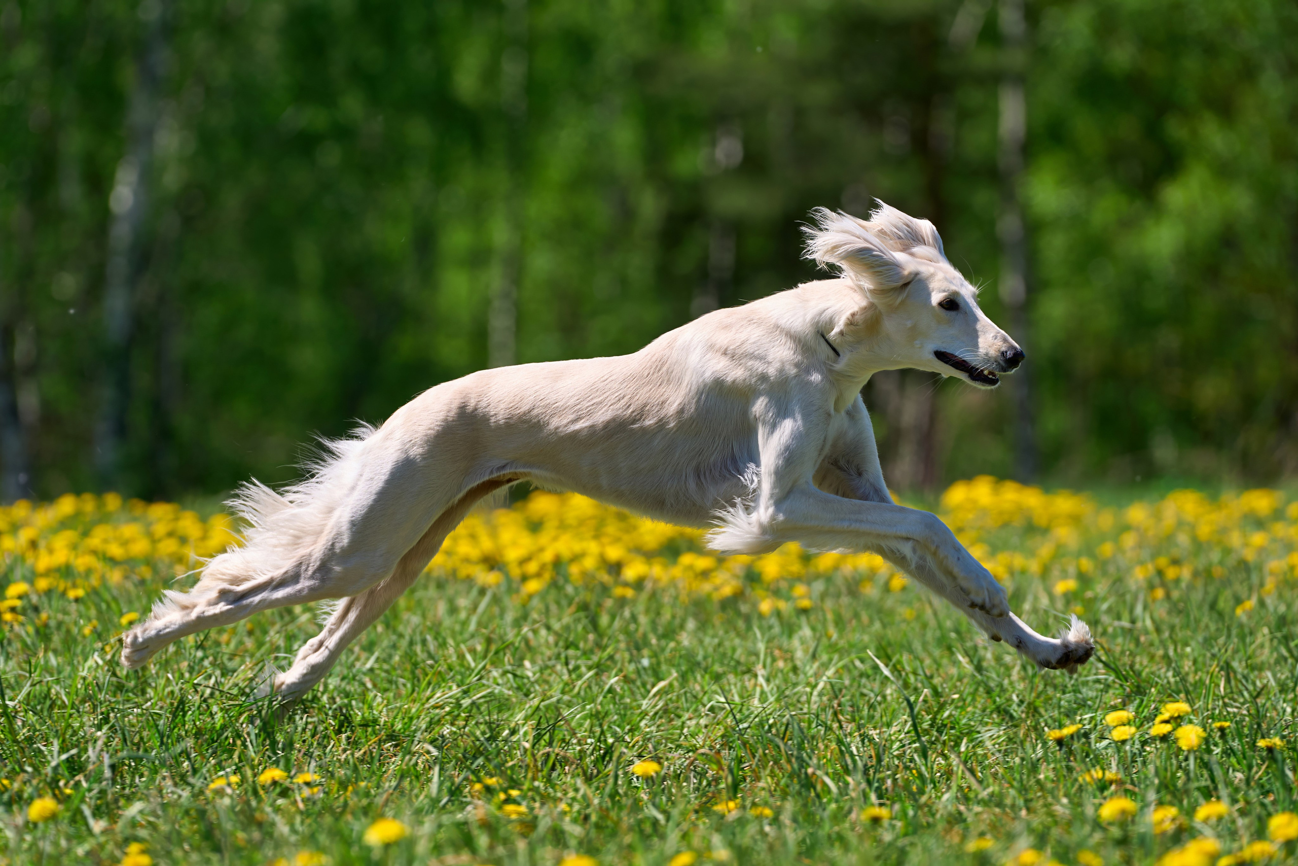 Тренировка по курсингу «на Ярославке». Фотограф-анималист Михаил Манухин